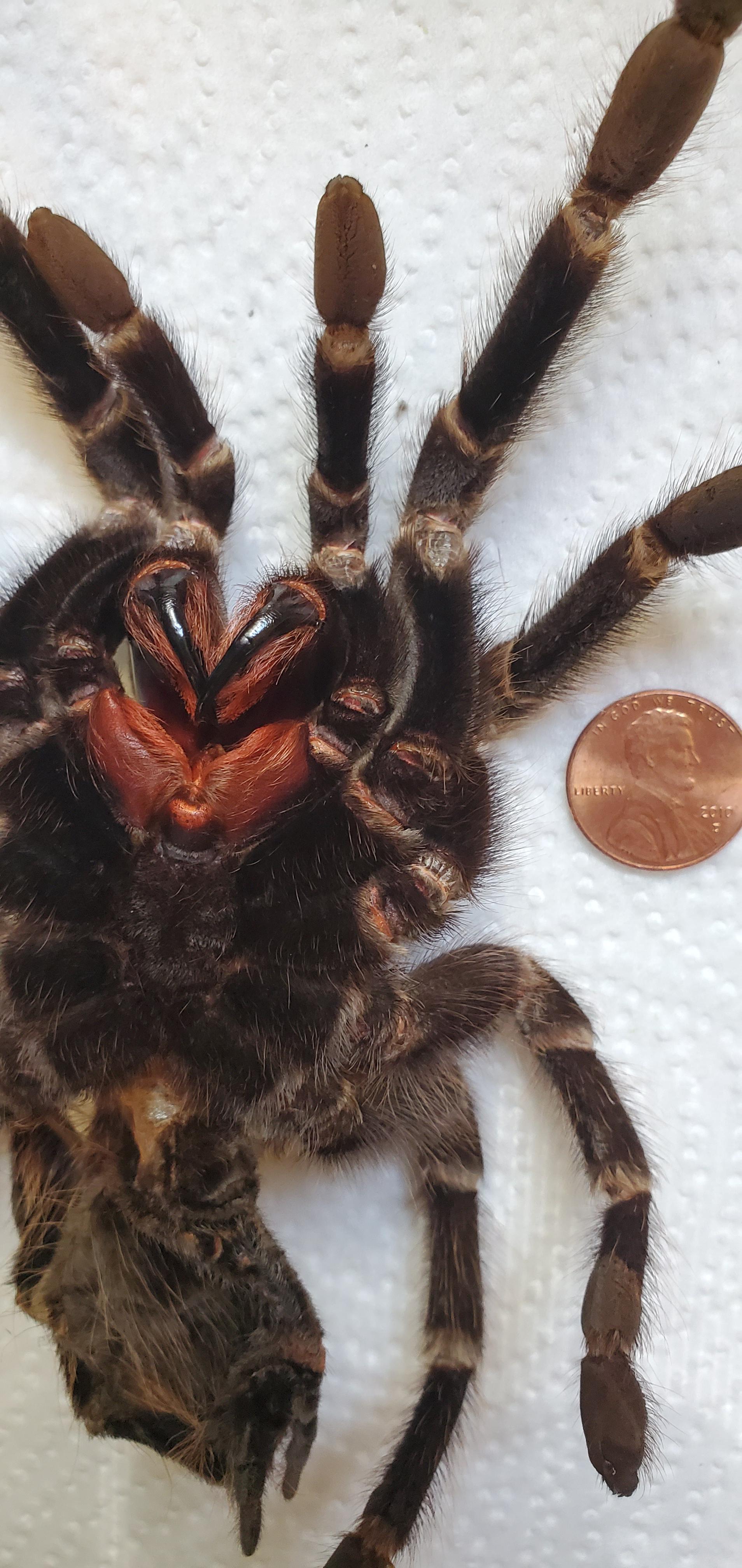 Massive fangs on this salmon pink birdeater (Lasiodora parahybana) molt