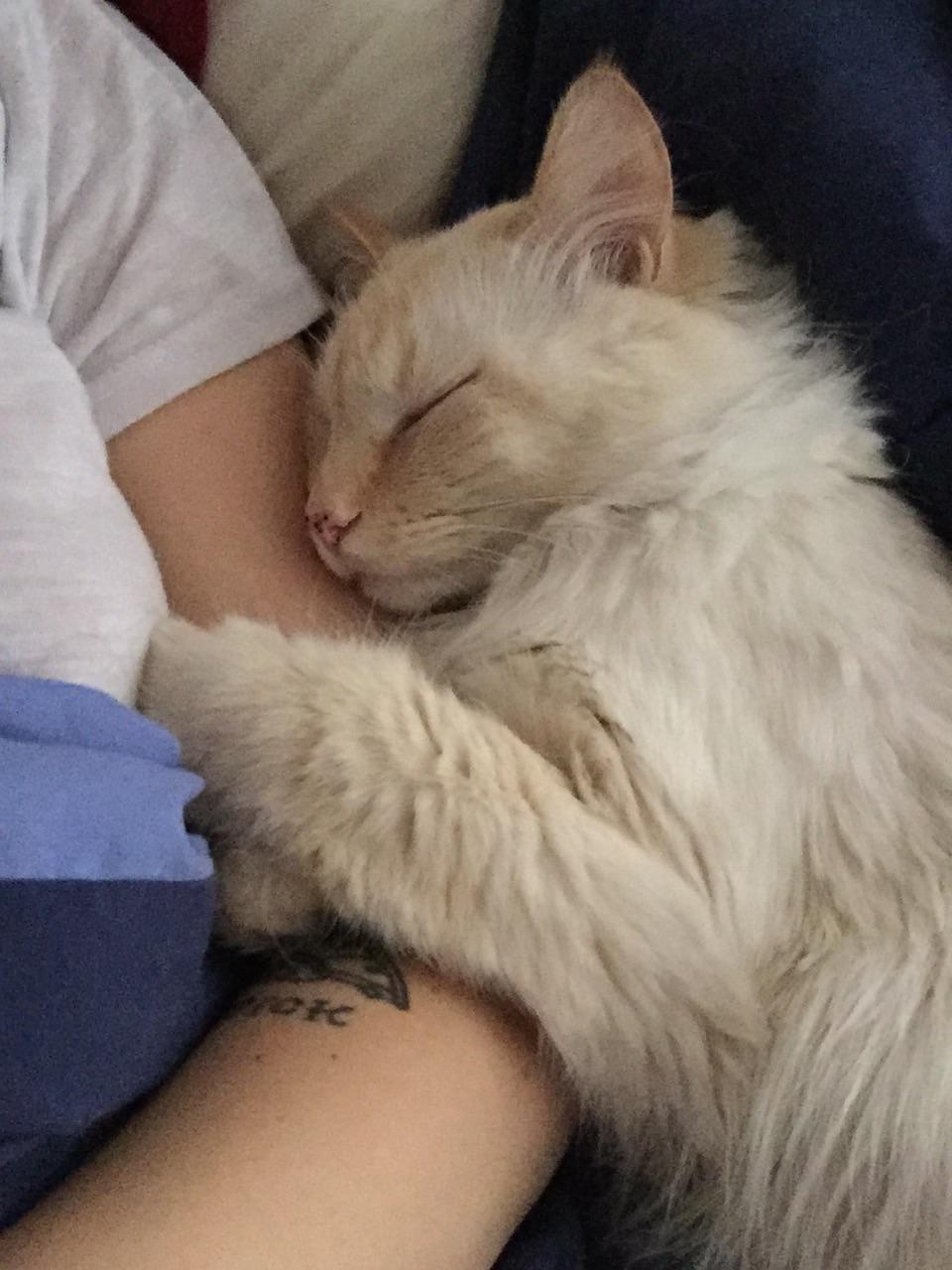 My ragdoll kitty loves to cuddle aww