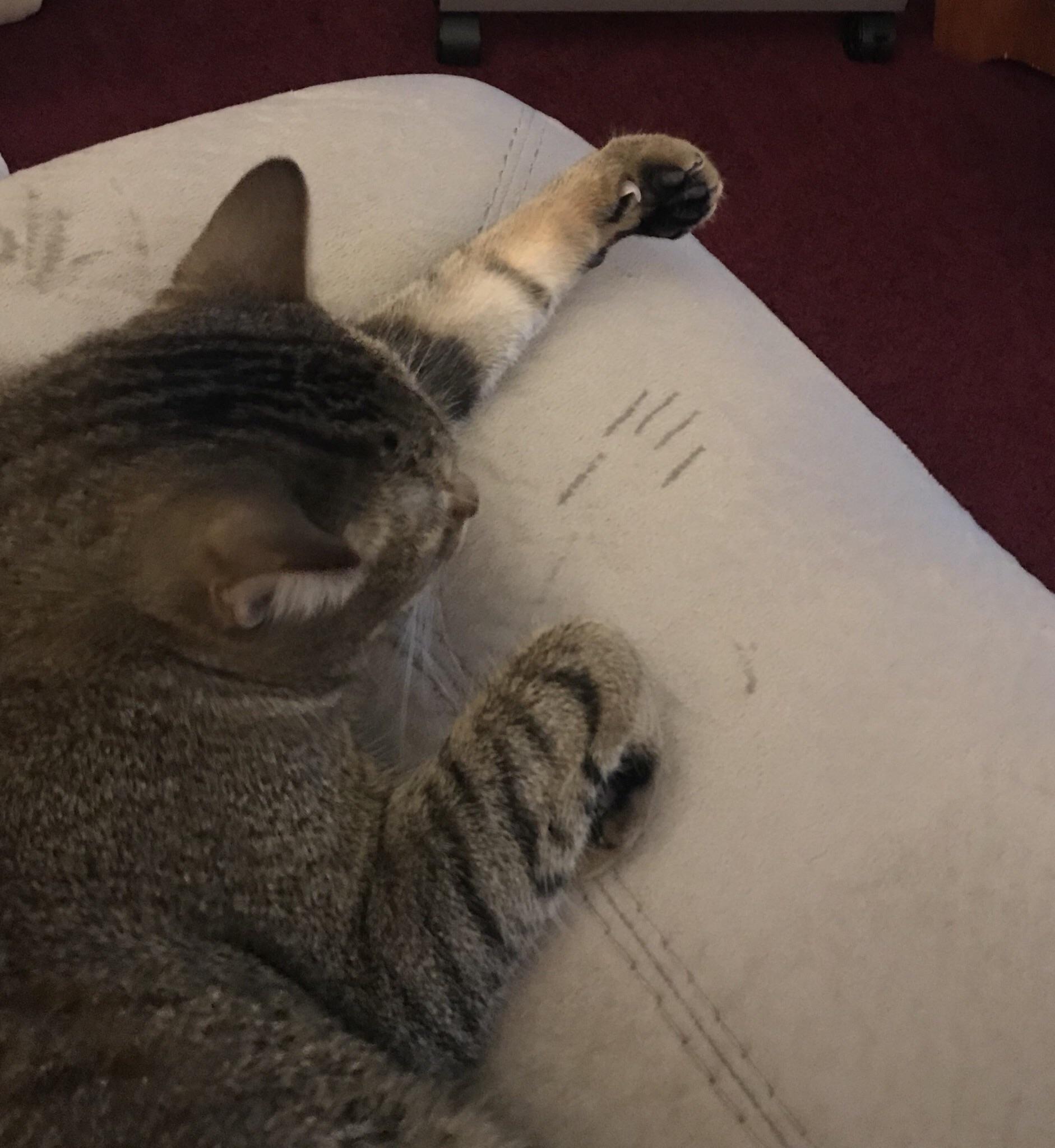 Cat stretched and left perfect claw marks in the couch r