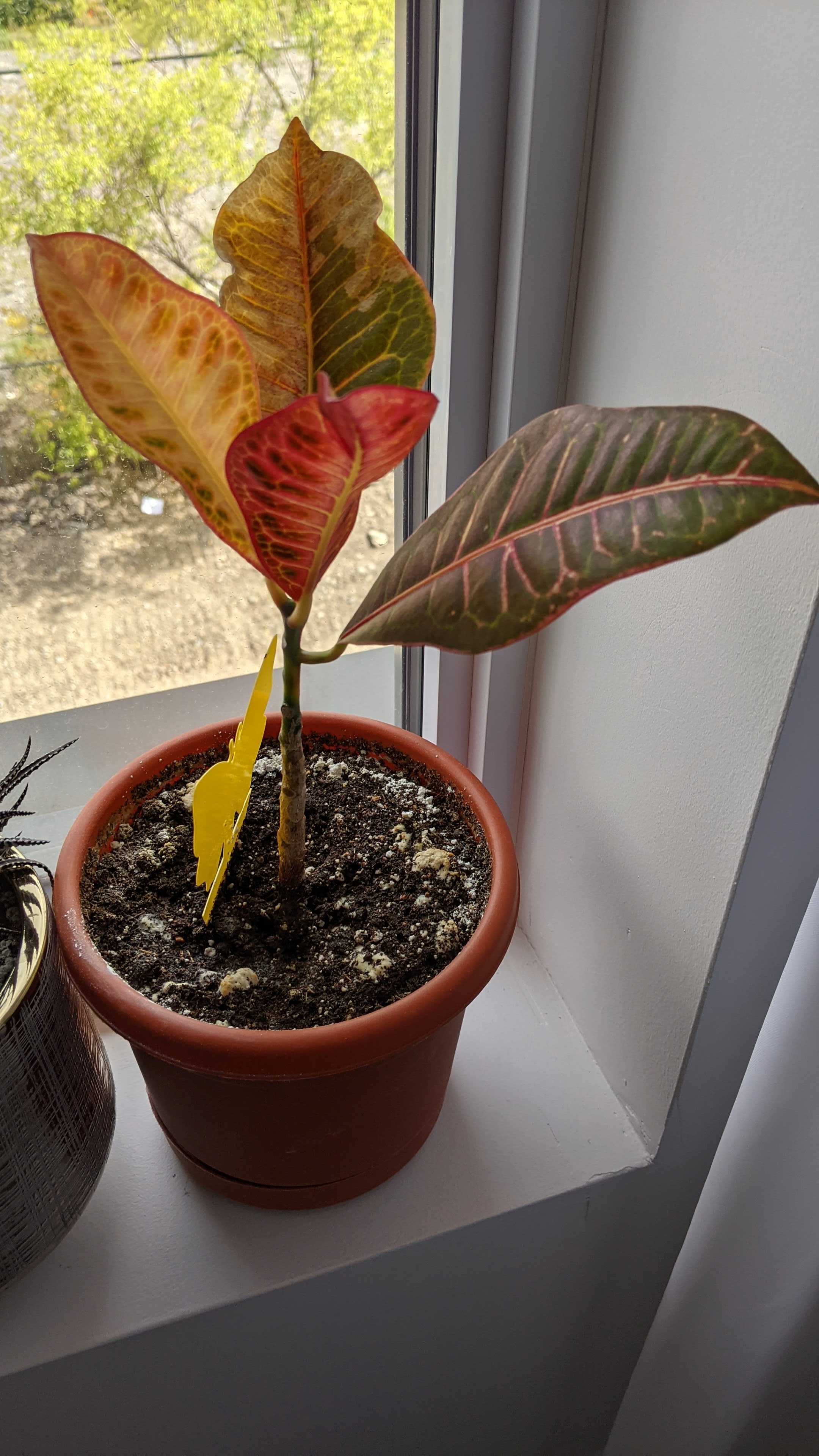 Help! My beautiful croton plant is dying r/plantclinic
