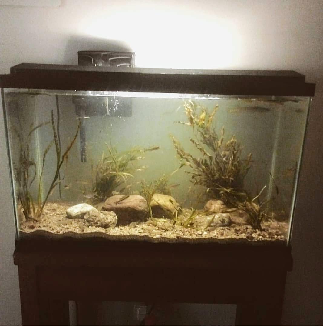 Another shot of my 30gal native aquarium setup. Everything in this tank
