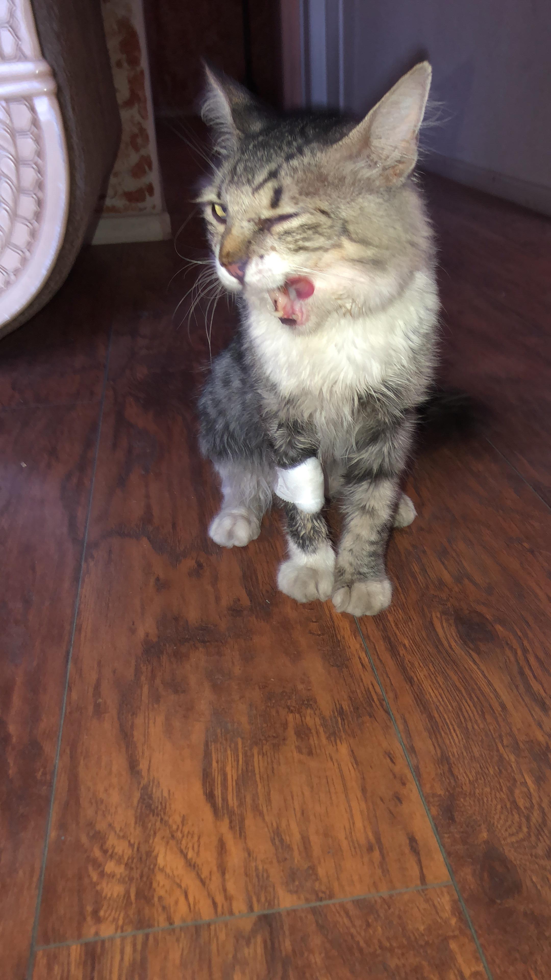 Caught my cat licking its face, and it looks like he’s trying to wink