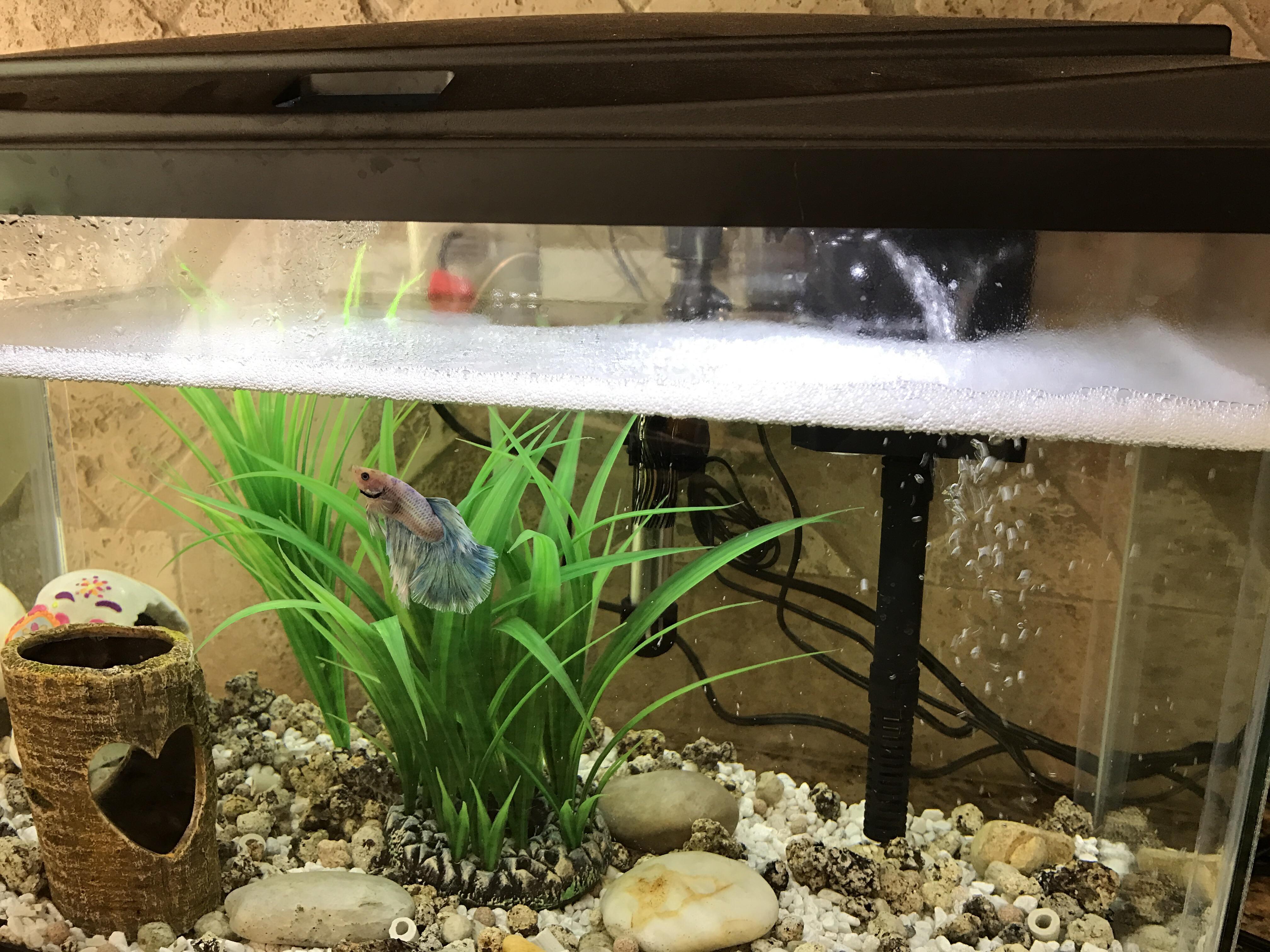 Bubbles lots of bubbles. any idea what's going on here? r/Aquariums