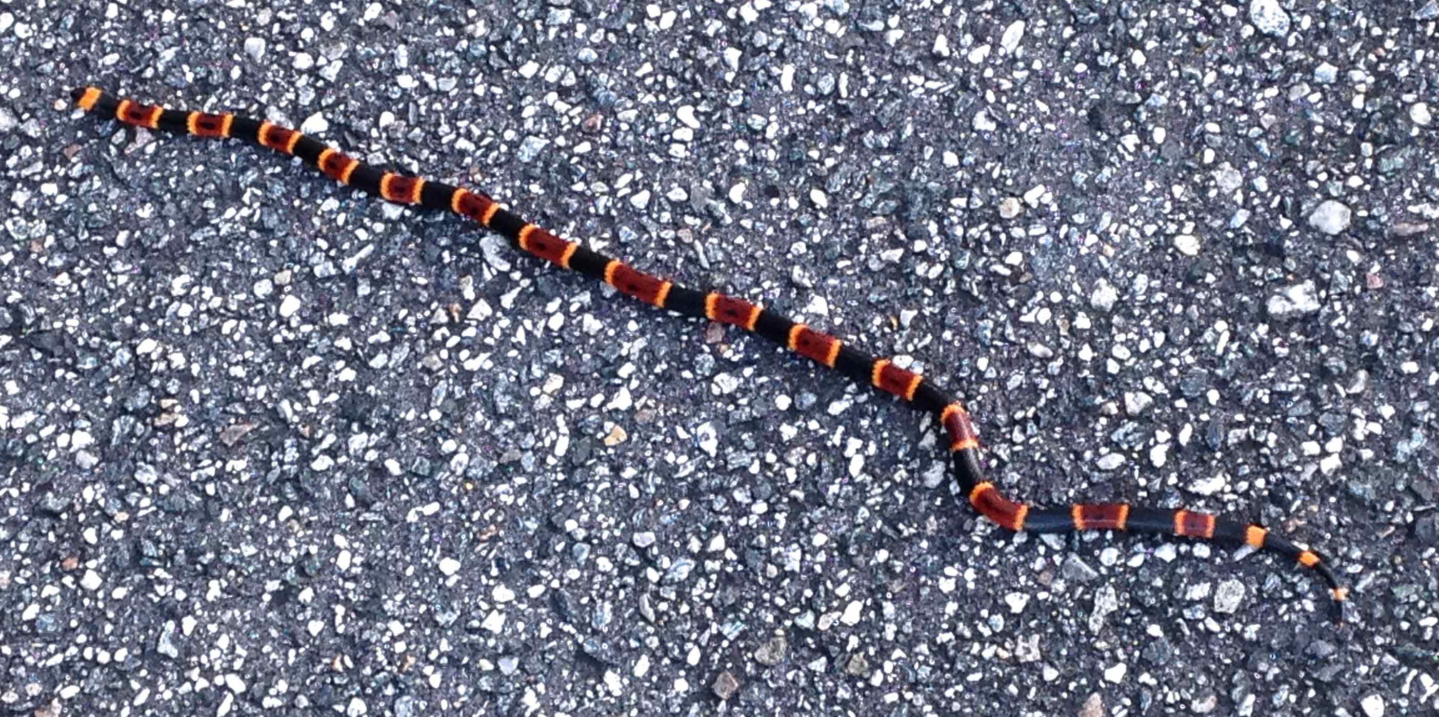 Another coral snake in north Florida r/snakes