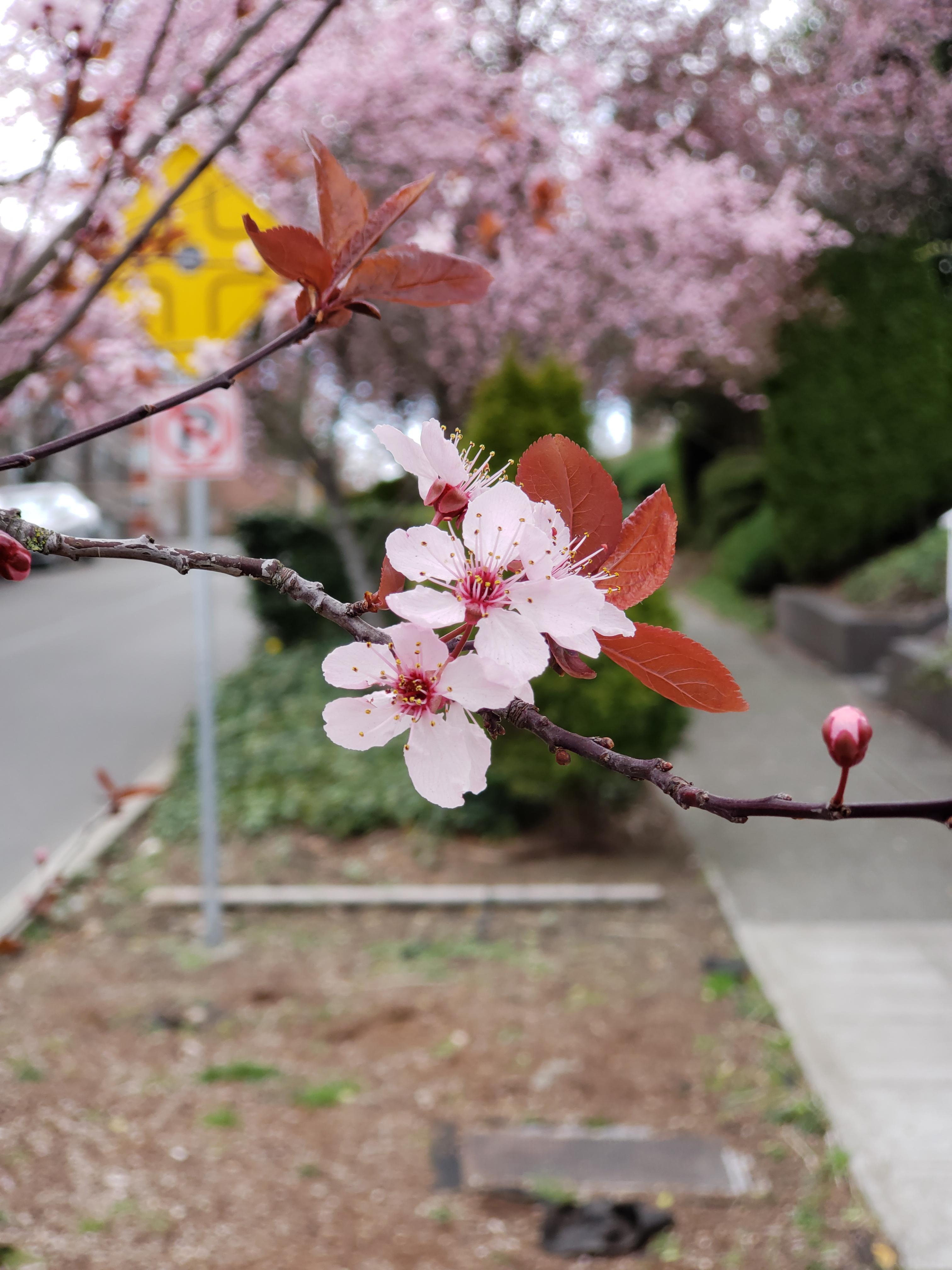 It's Cherry Blossom season in Seattle. 😀 r/GalaxyS9
