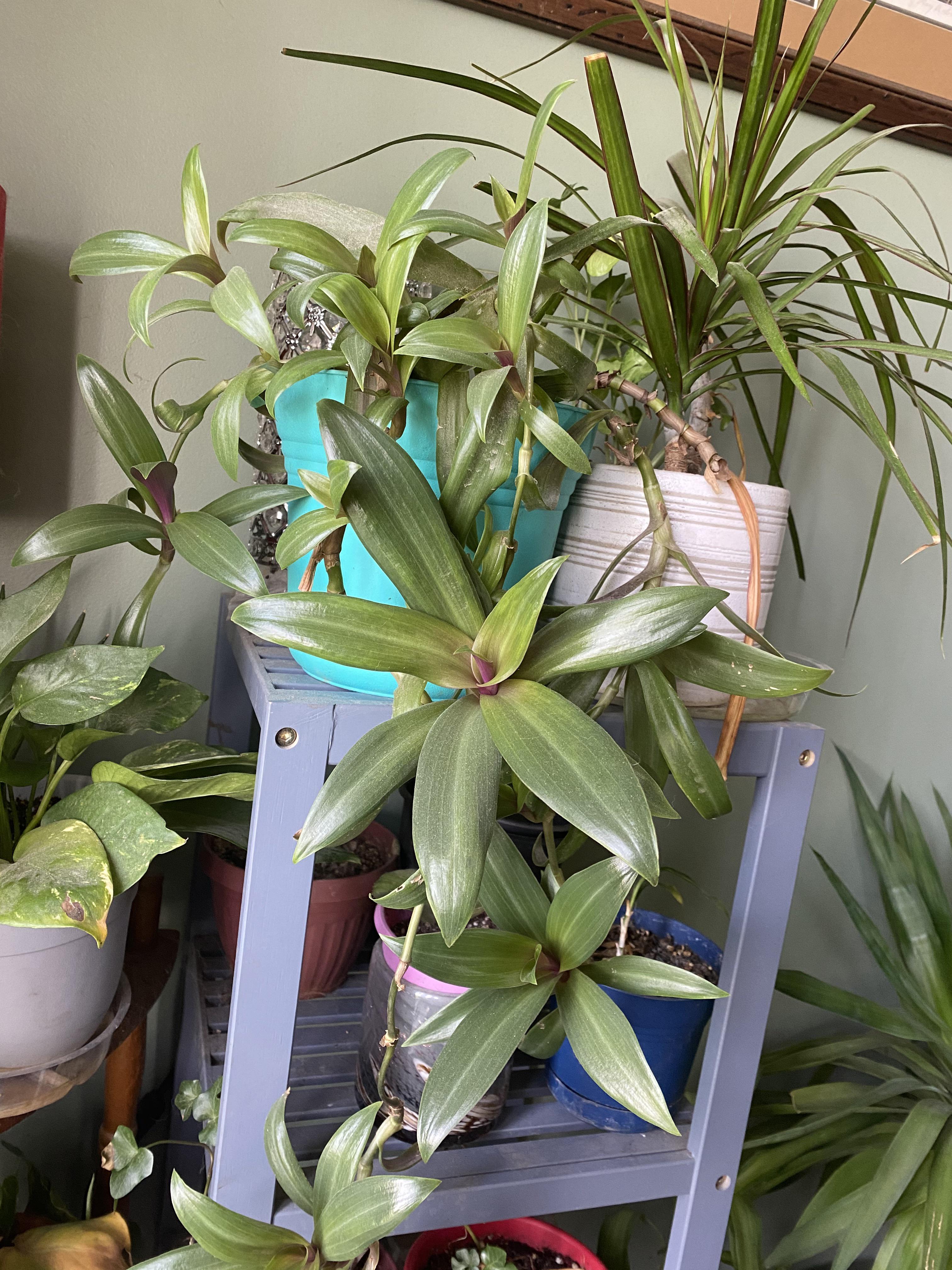 What is this? Got 2years ish ago, itty bitty little upright plant. Now