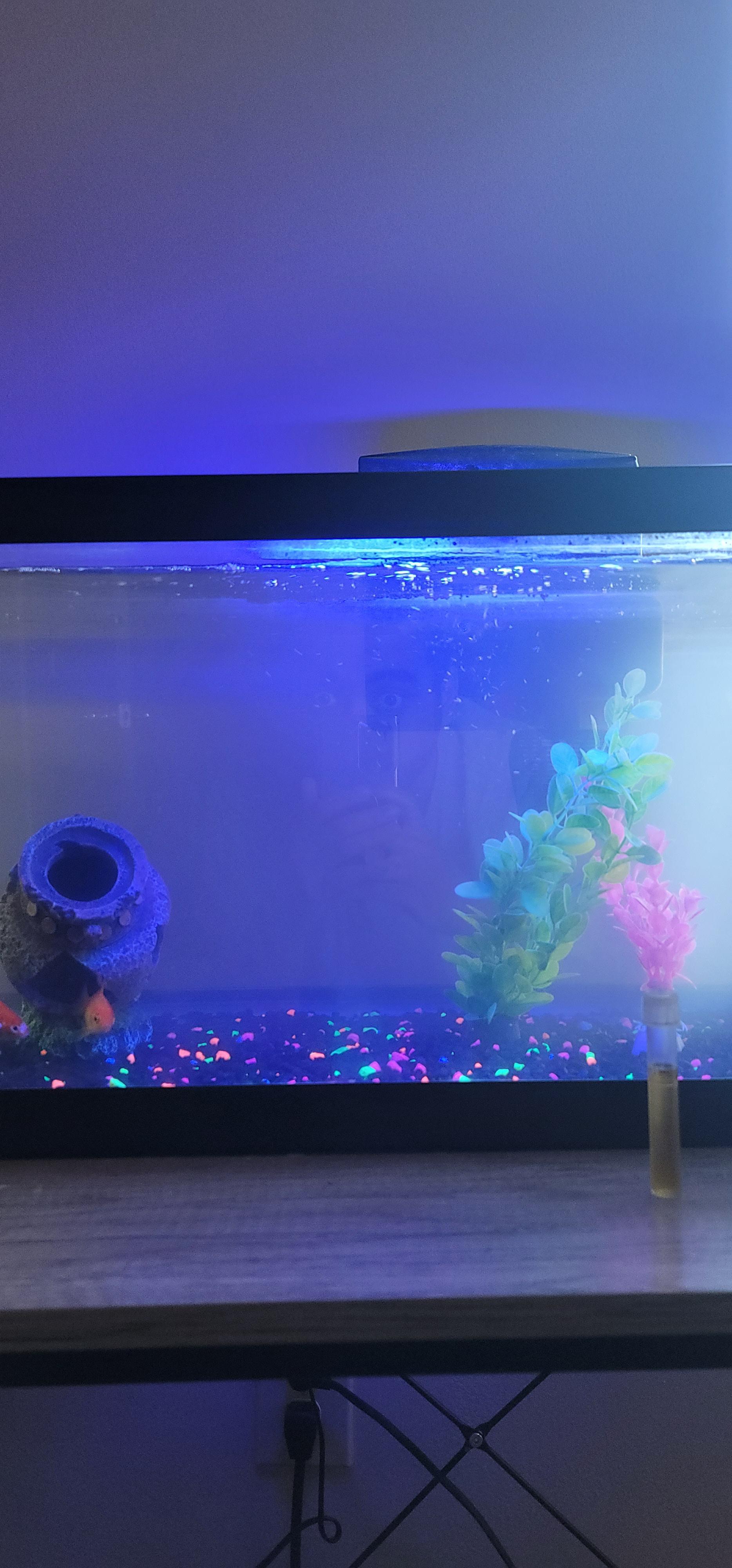 Why is my aquarium cloudy and why is there like percipitates in at the