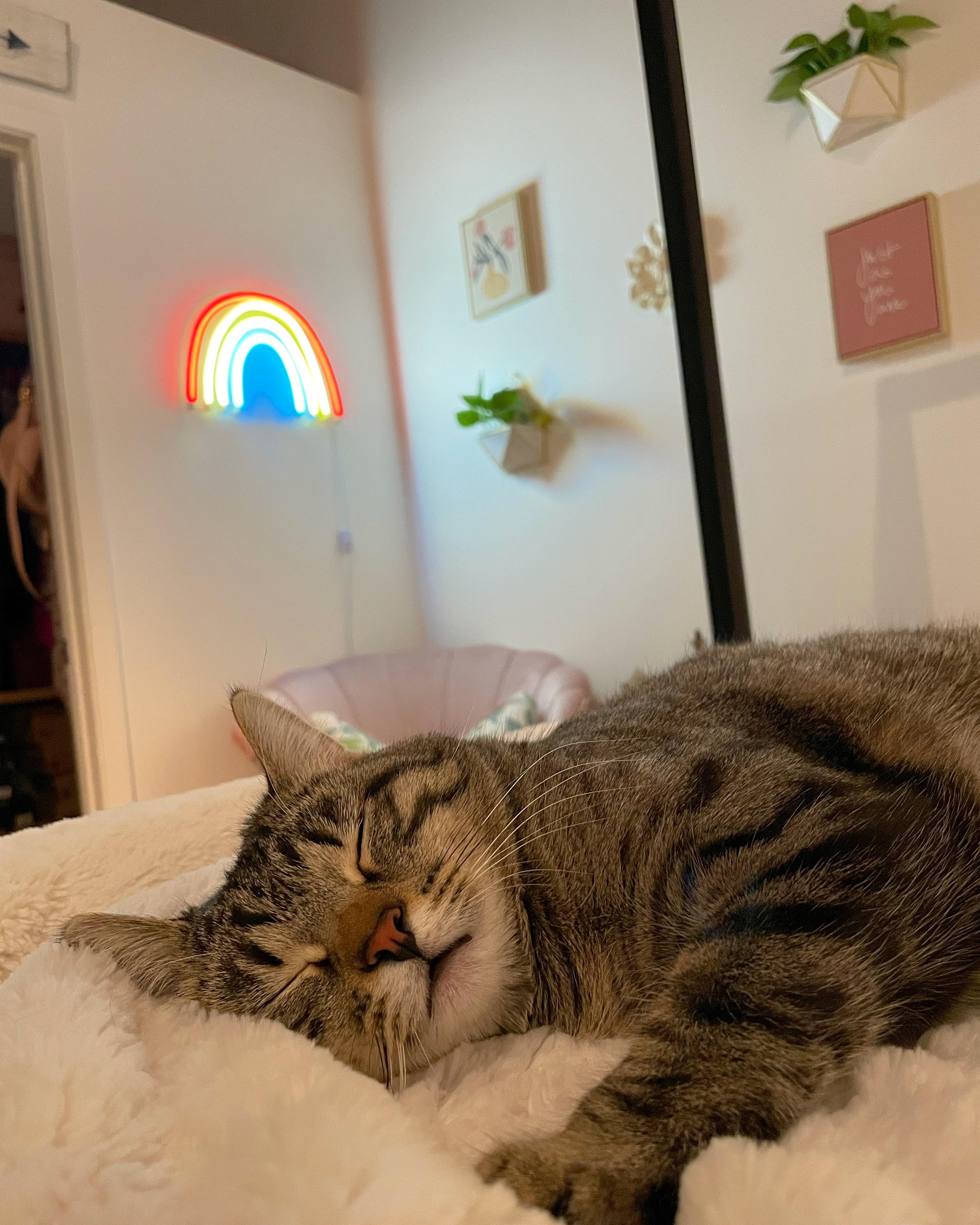 47 Hilarious Clever Cat Names Puns Punstoppable 🛑