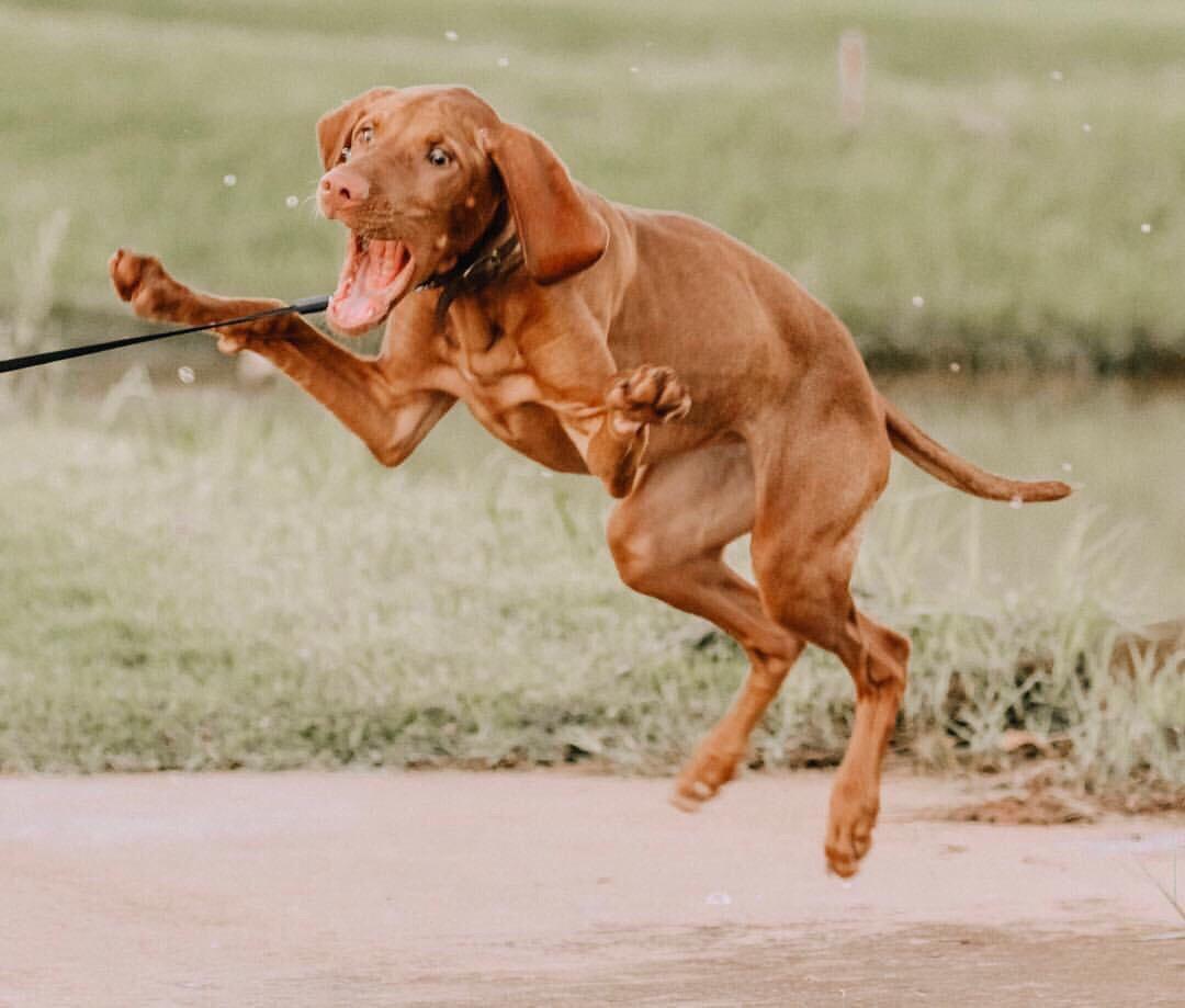 PsBattle This dog eating bubbles
