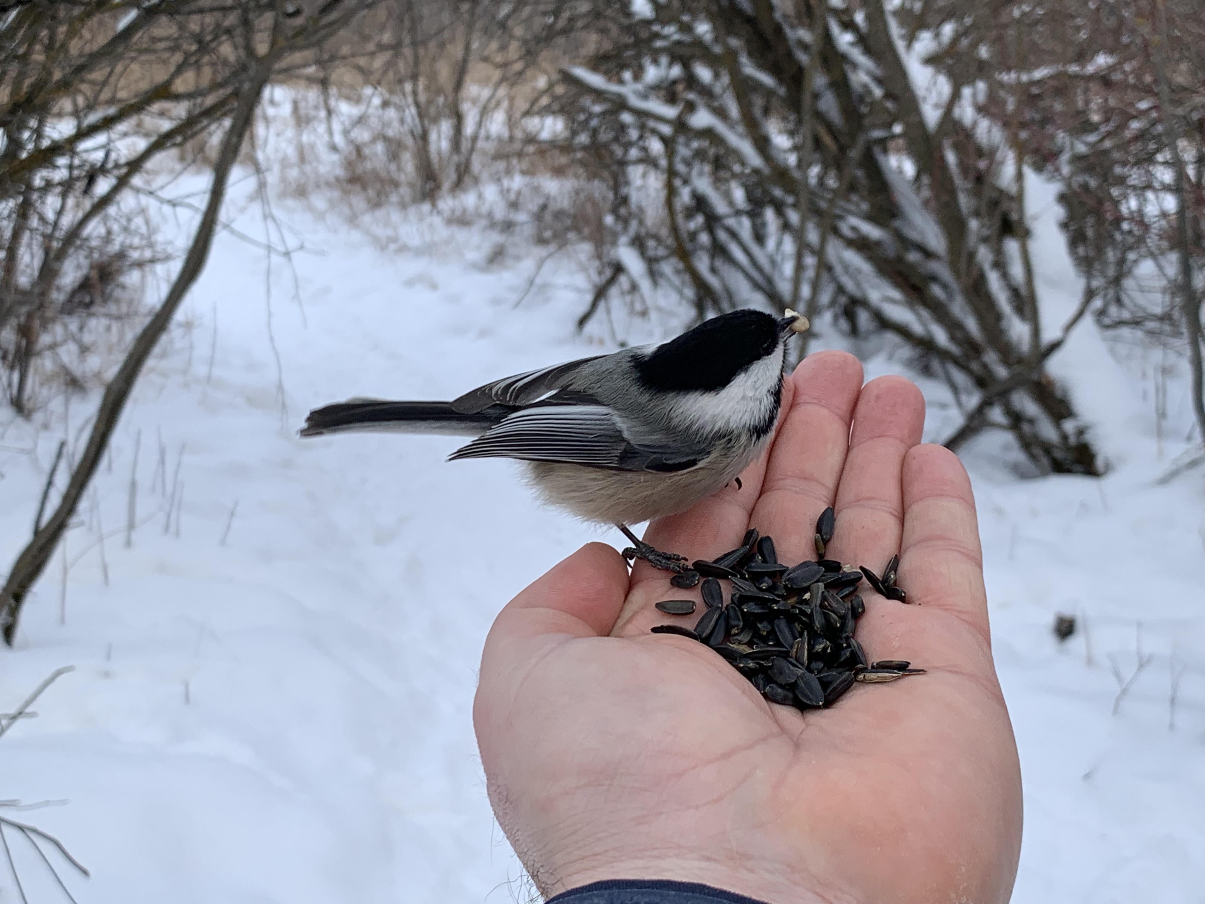 Feeding Chickadee birds from hand, today in this winter day here in