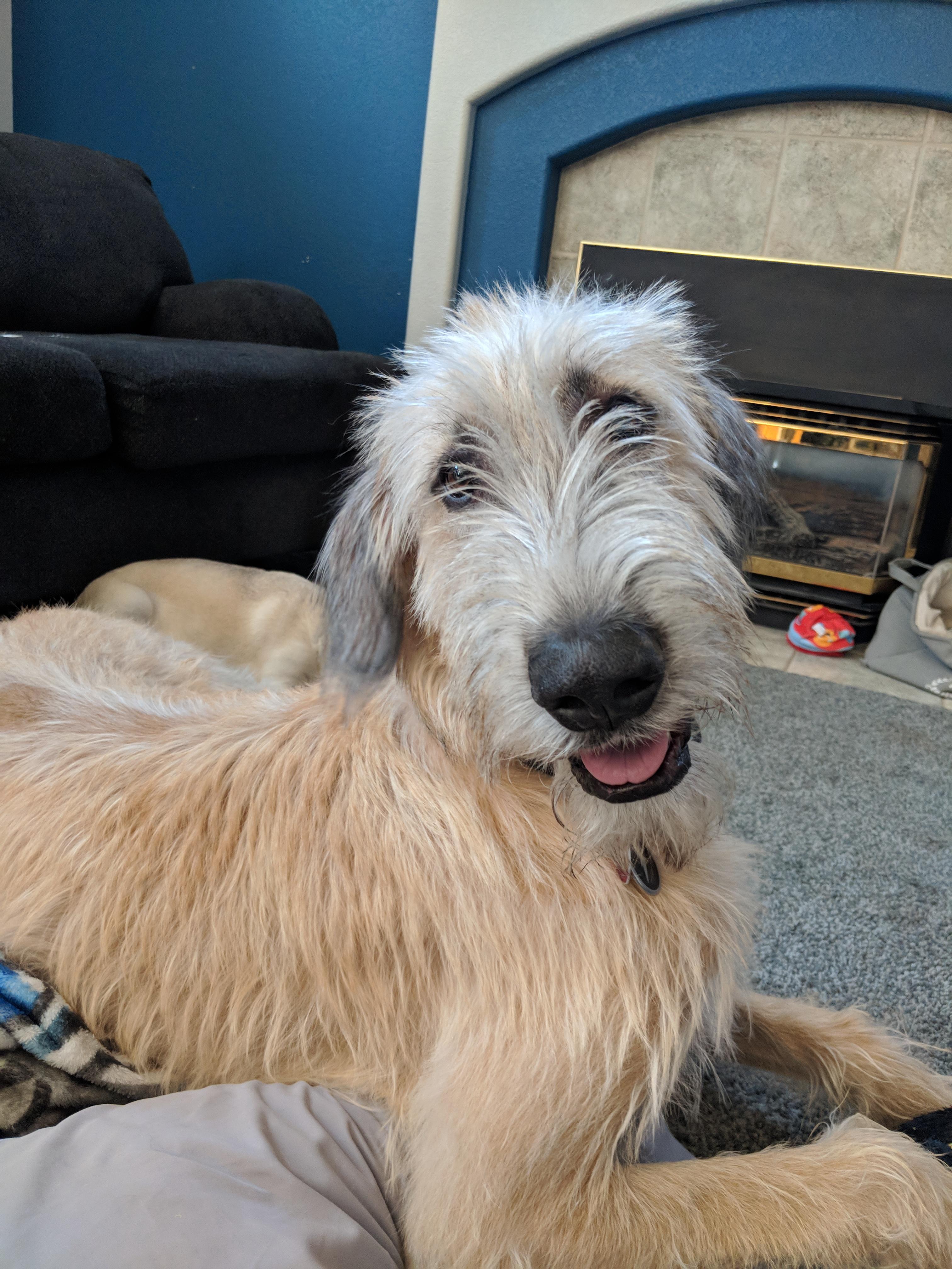 World of reddit, meet bolt my 9 month old "puppy" irishwolfhound