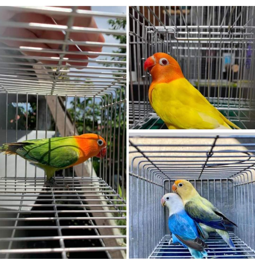 African Love Birds Images