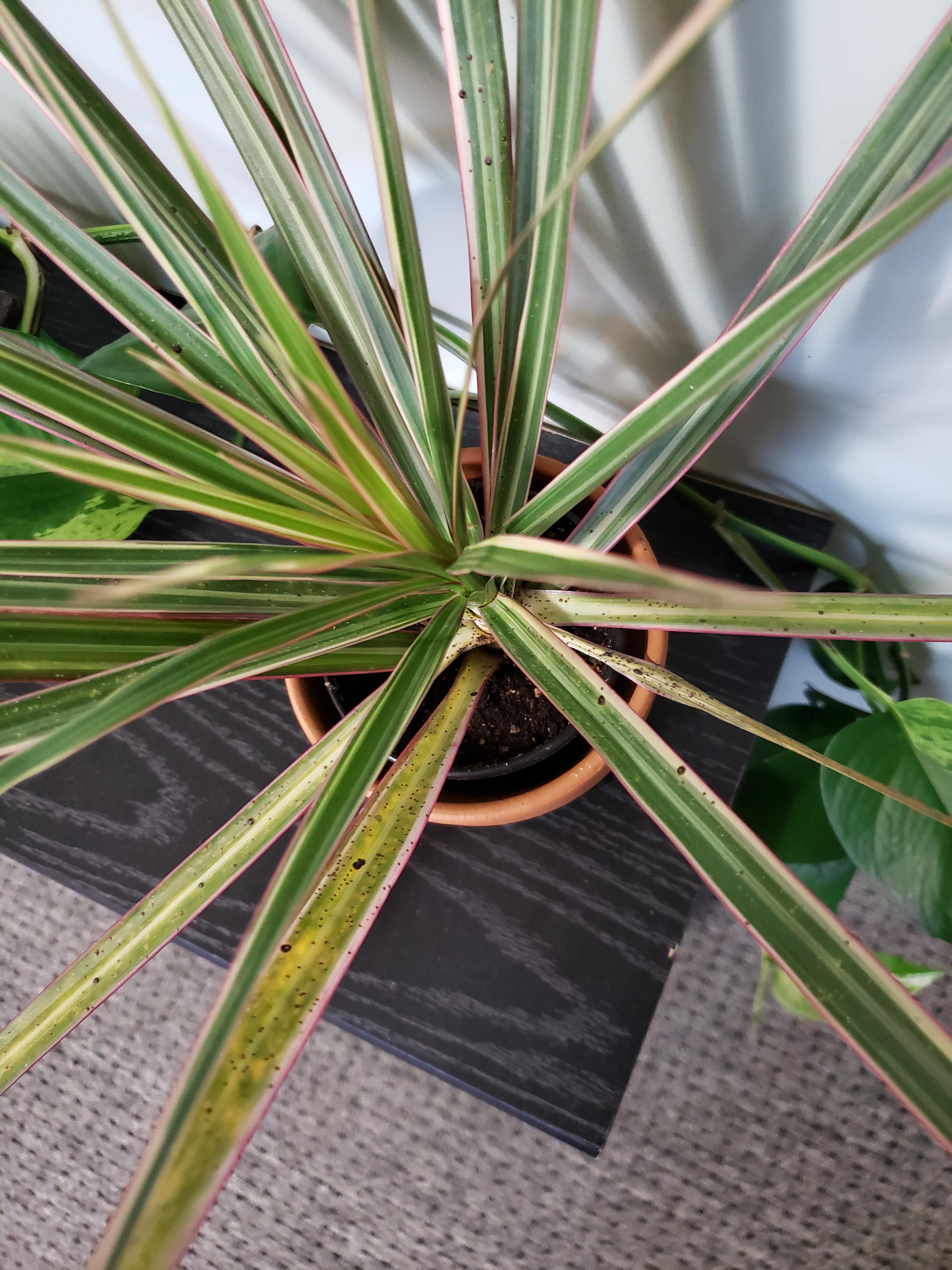 Any idea what these spots are on my Dracaena? Also some of the leaves