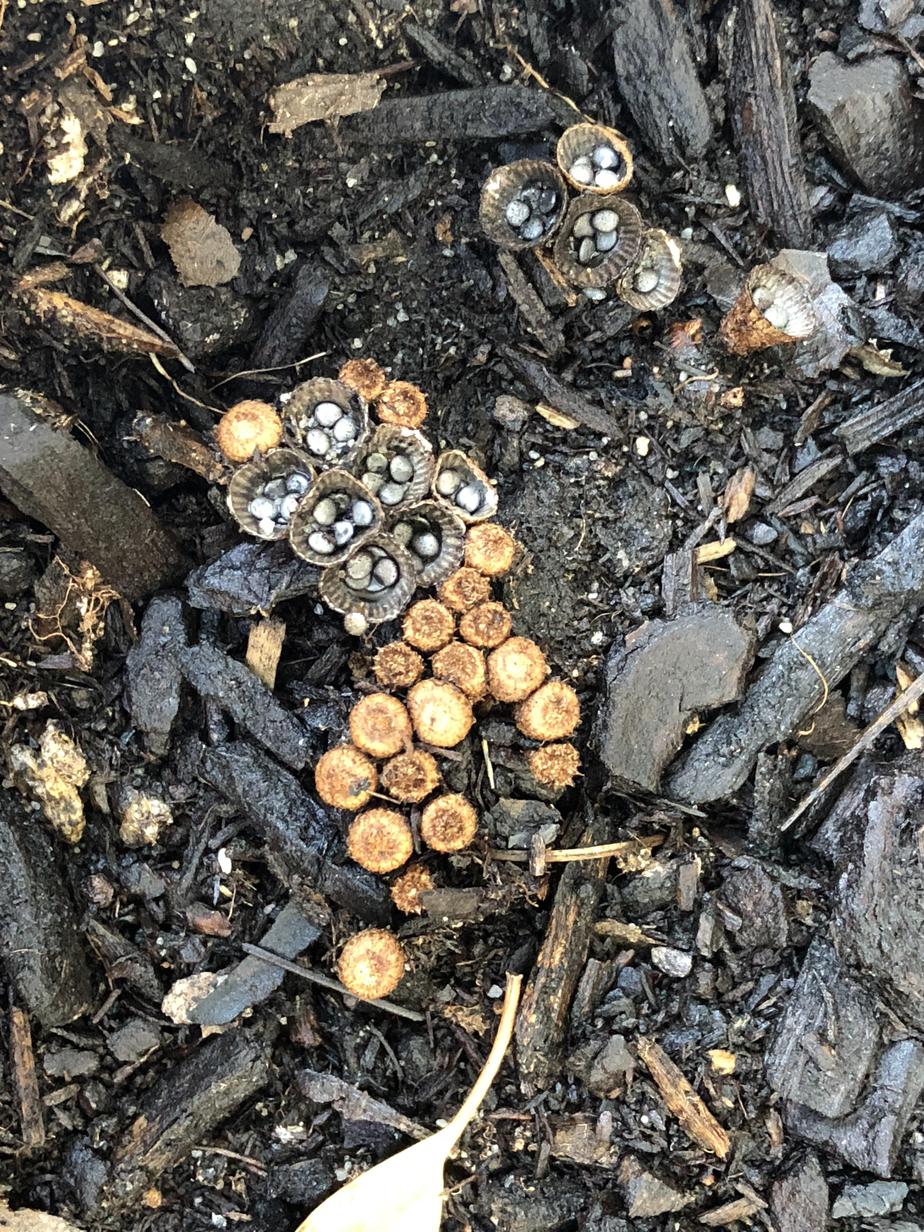 What is this plant or fungus? gardening