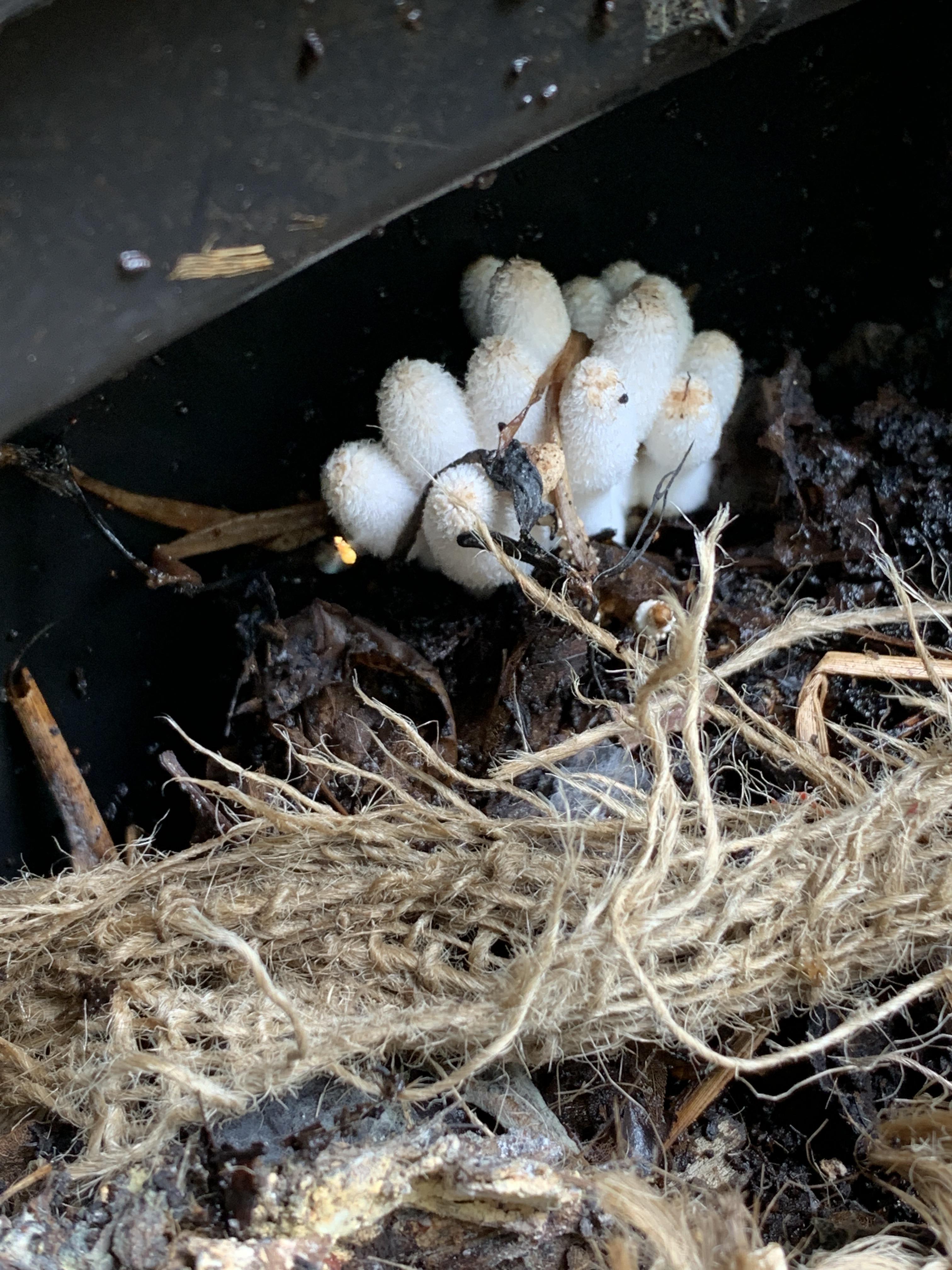 Compost bin denizen. Boston, MA. r/whatisthismushroom