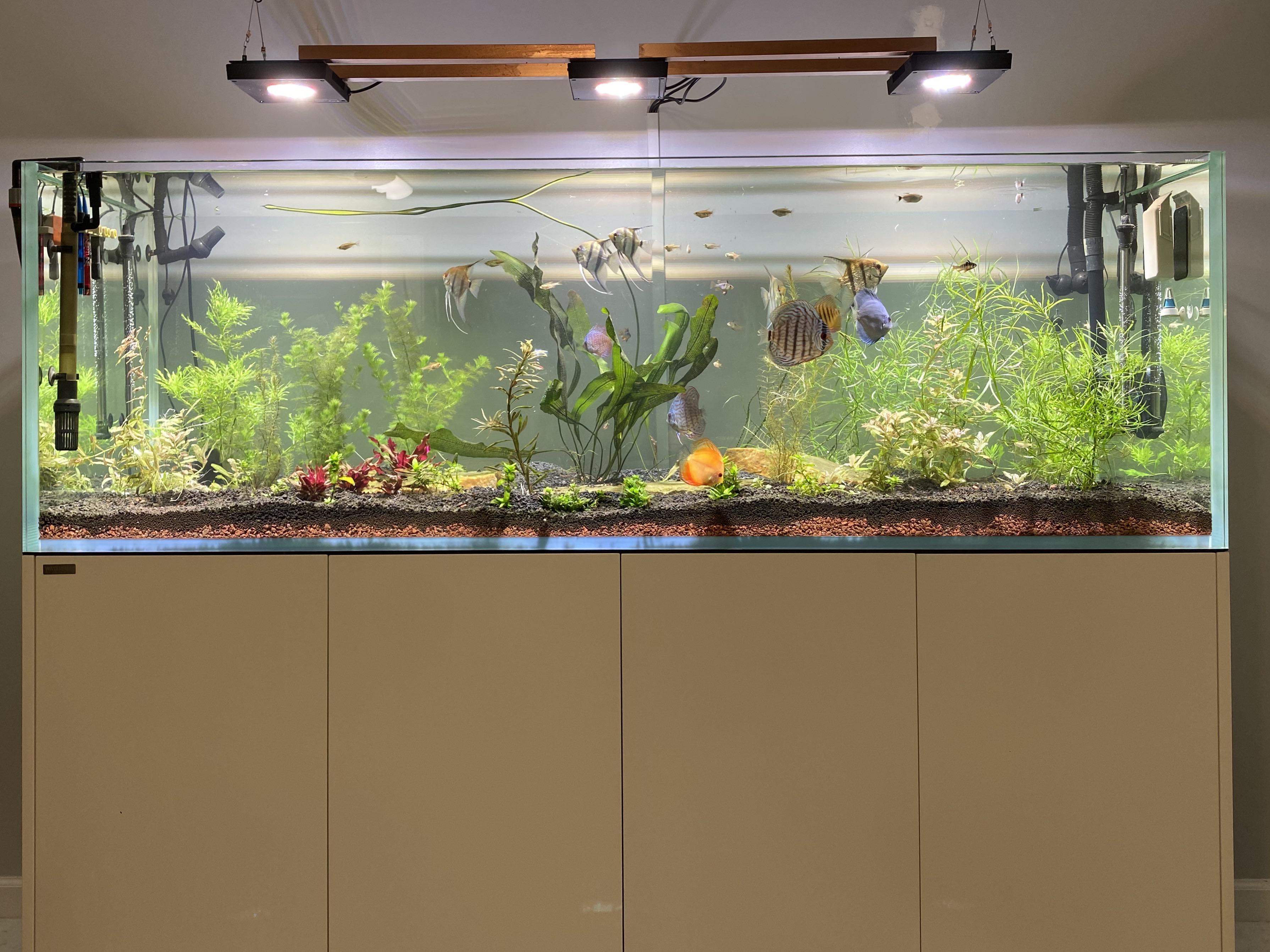 Discus and angel fish tank r/aquarium