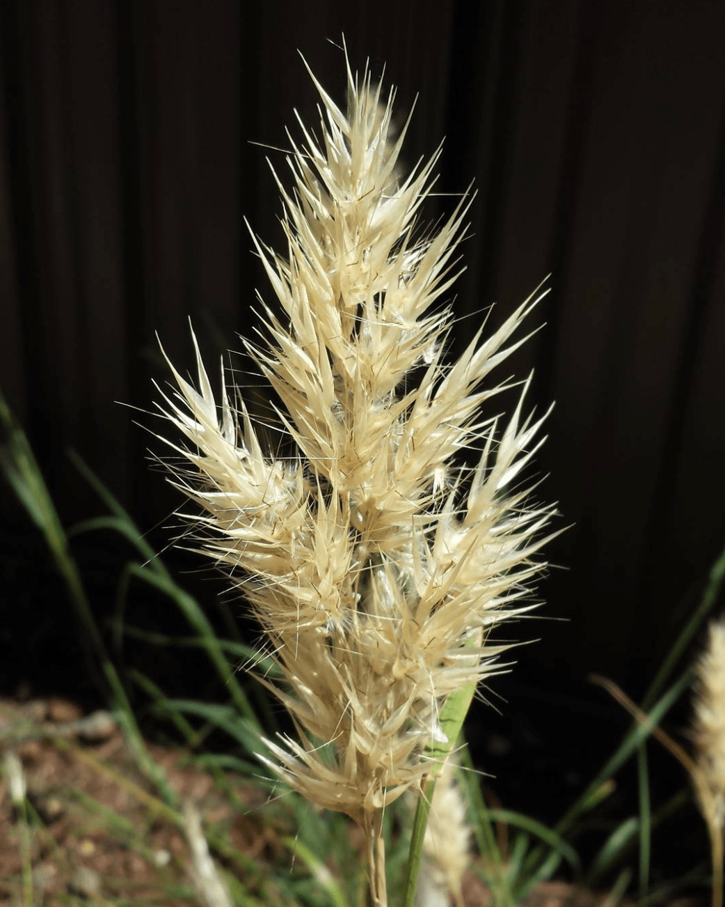 Rytidosperma caespitosum, Common Wallaby Grass r/australianplants