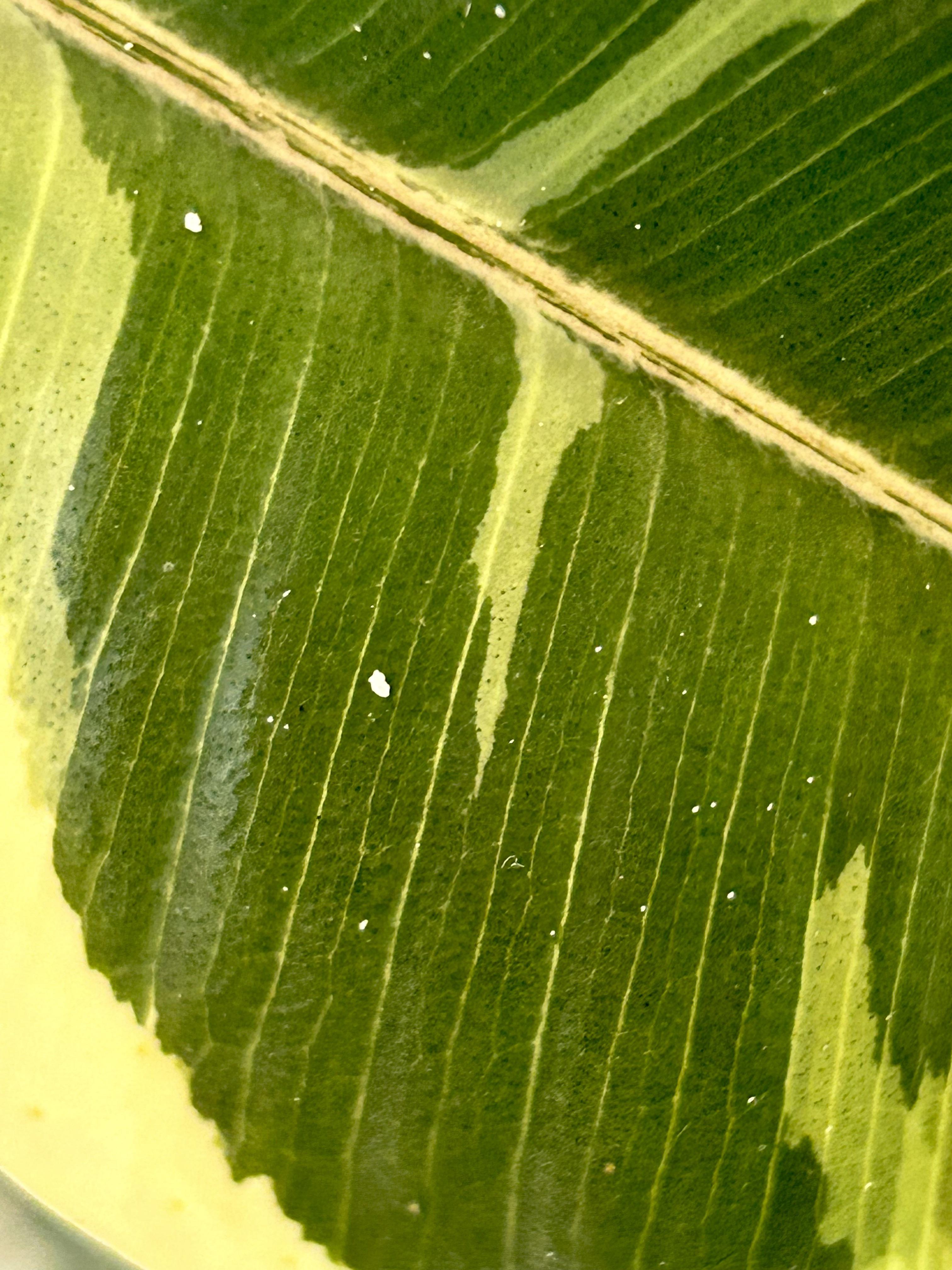 What are these white dots on my rubber plant? r/plantclinic