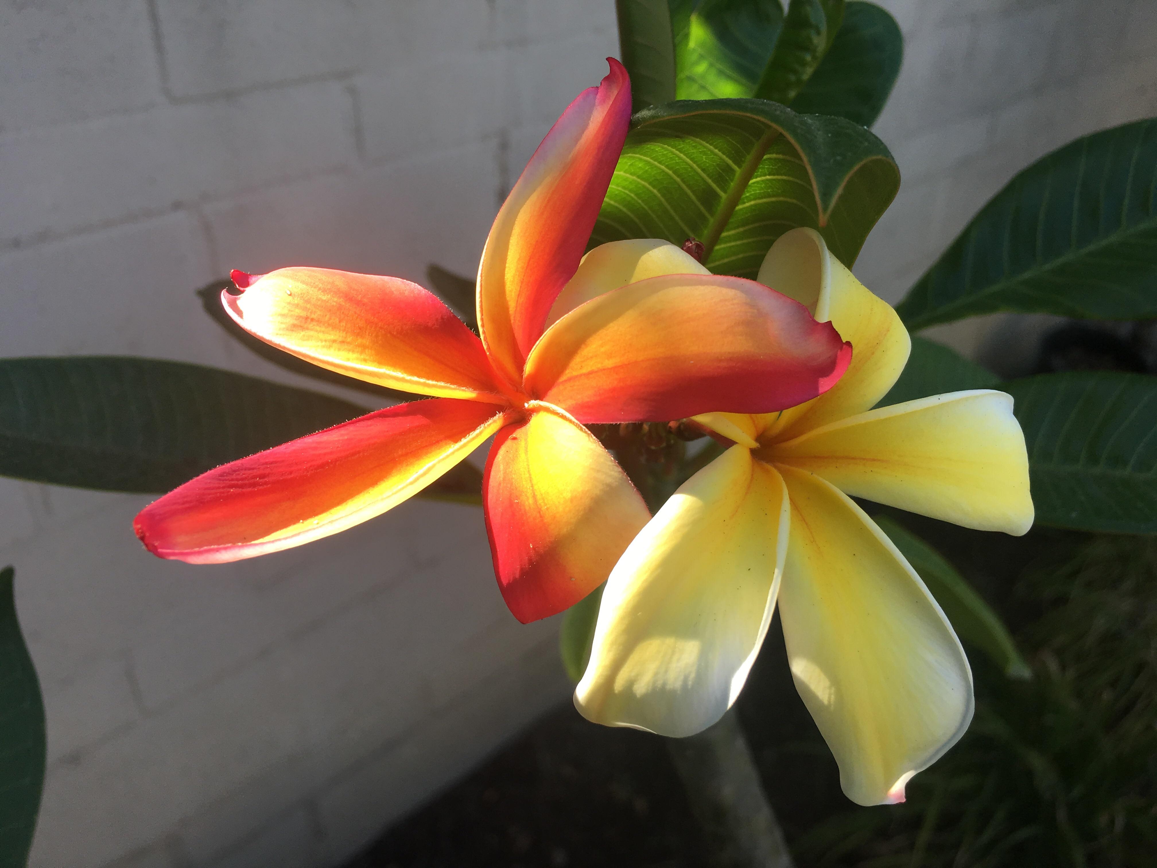 2 different blooms from the same plumeria plant! r/gardening