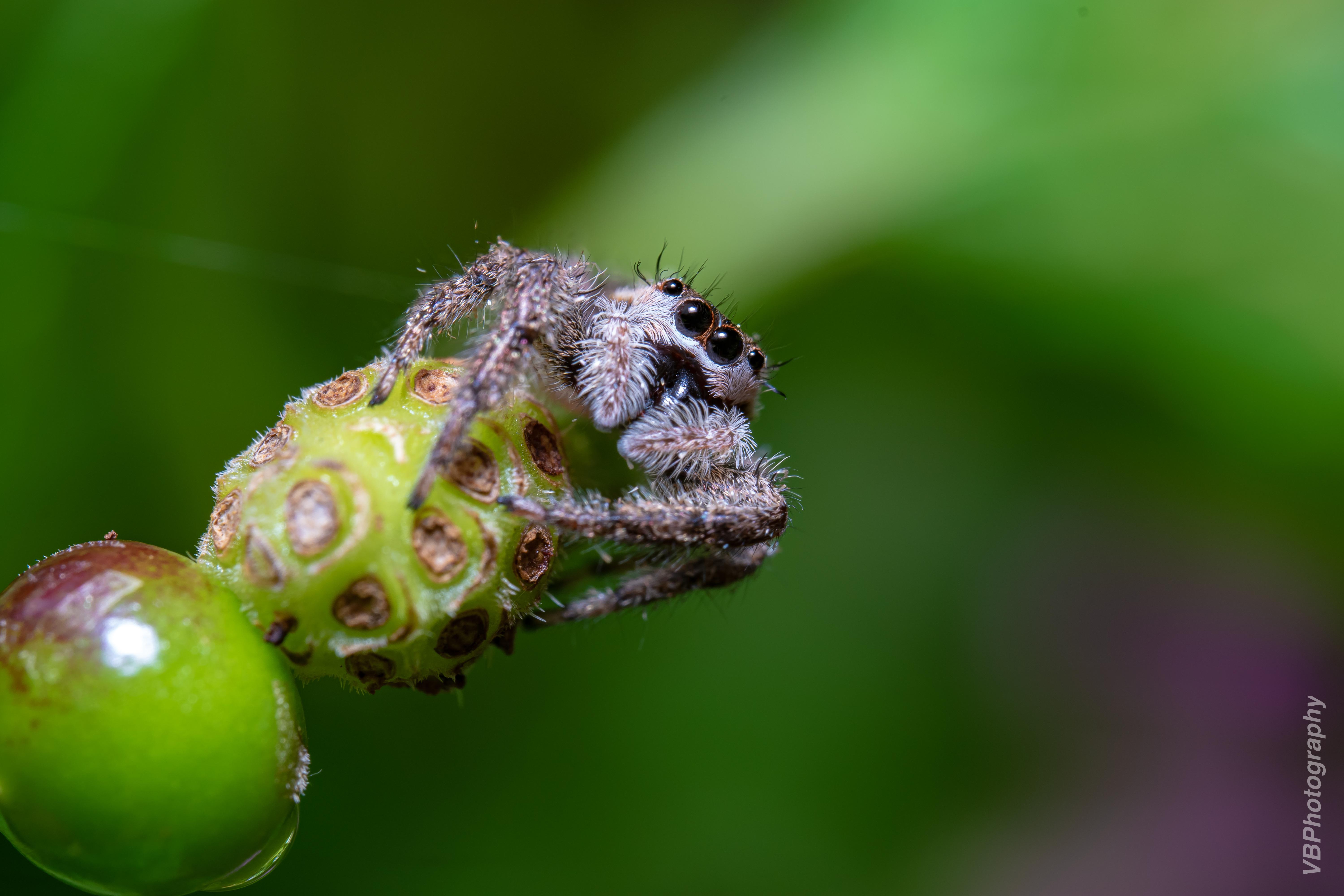 Platycryptus Undatus Tan Jumping Spider, located in Northeast USA r/spiders
