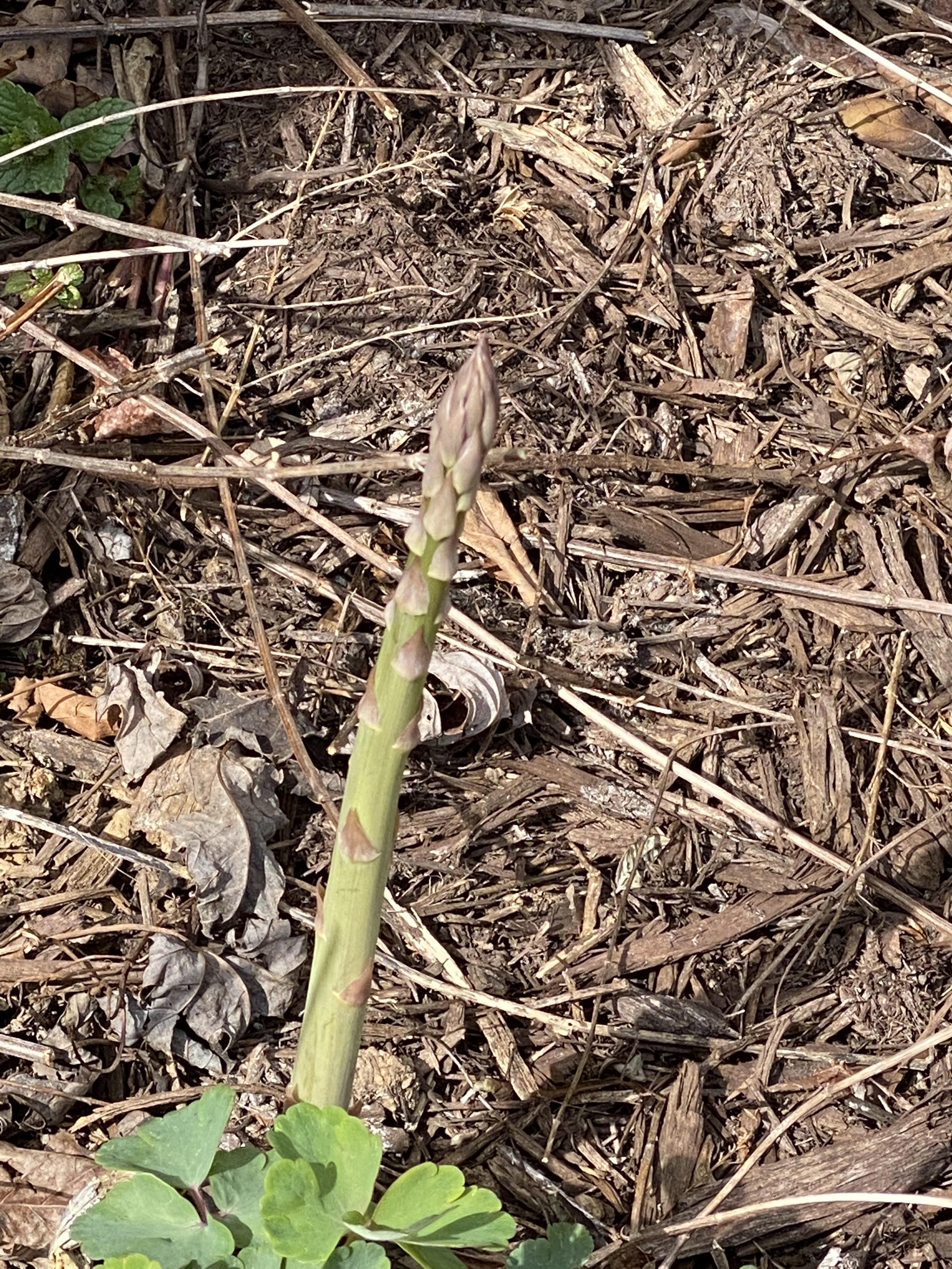 Is there a way to tell how long asparagus has been established