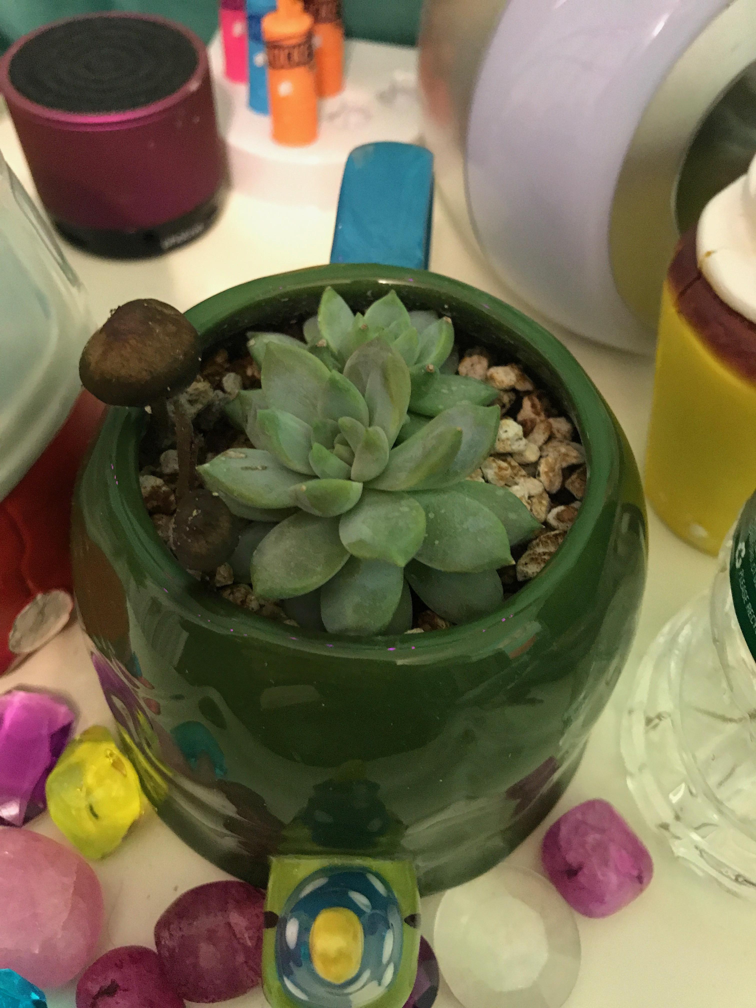 Succulent Vs Cactus Soil Best Succulent Ideas