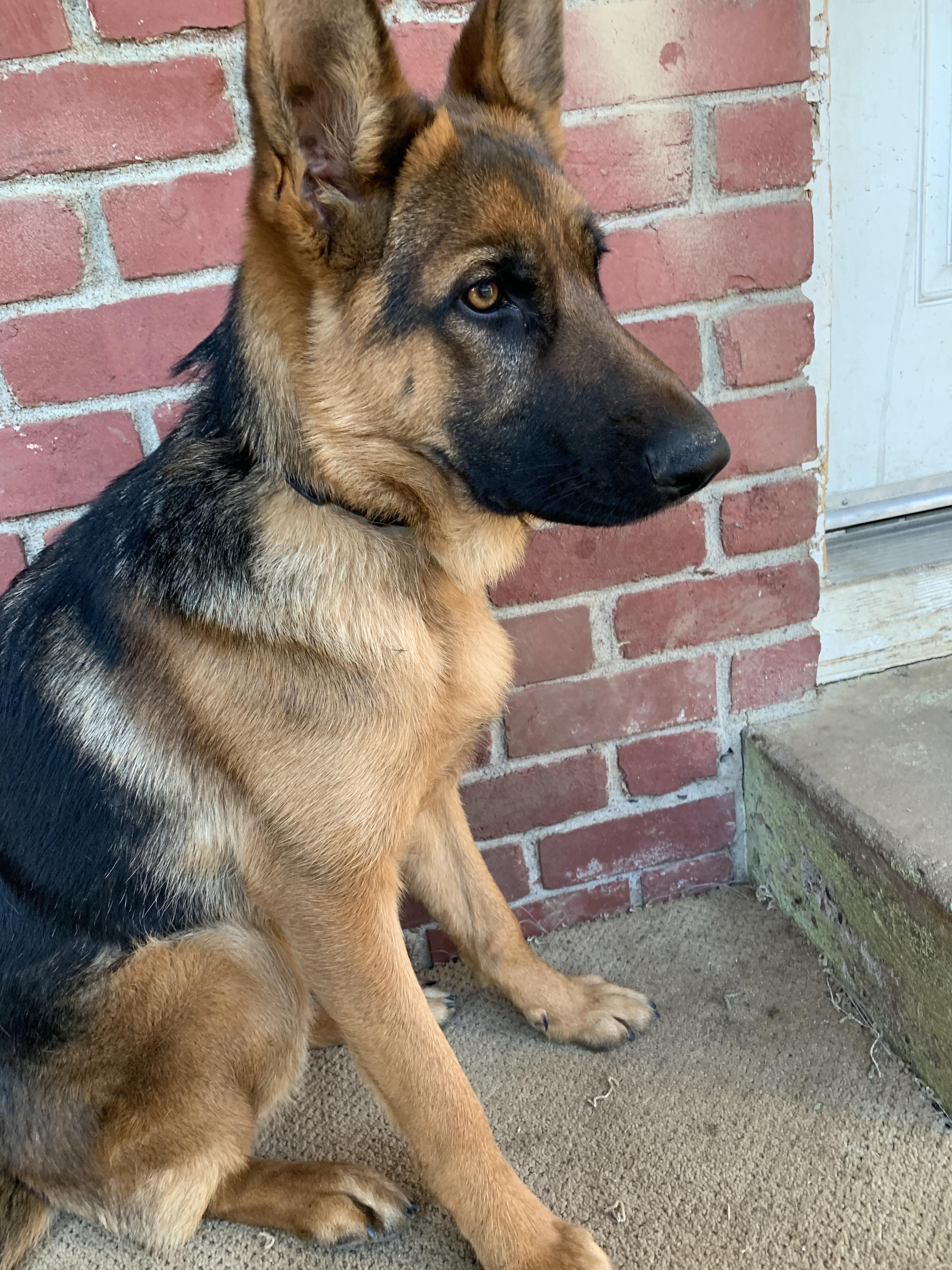 My 6 month old GSD Daisy r/germanshepherds
