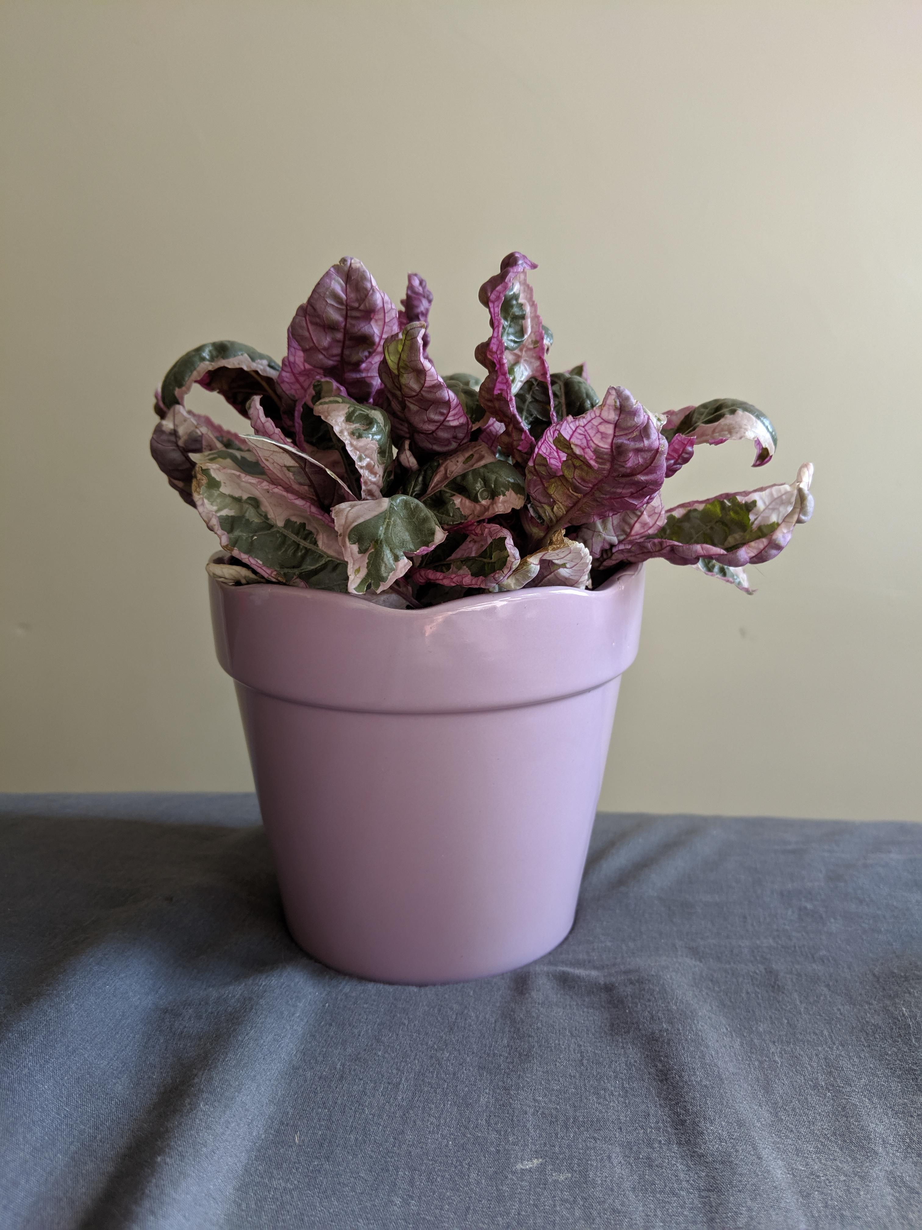 Snow White Waffle Plant Crispy Leaves / The opposite is true when they