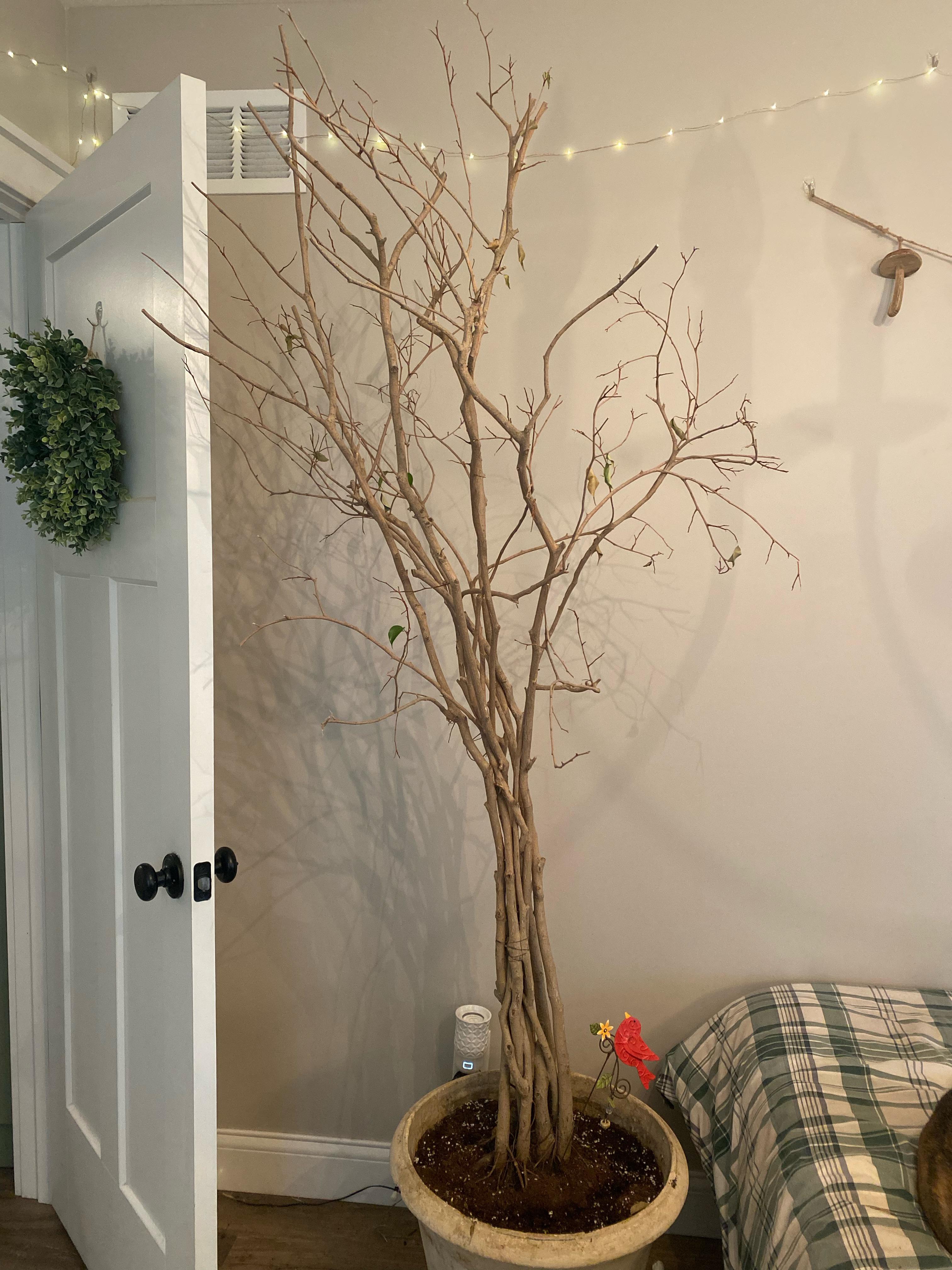 When should I put my ficus outside? zone 6b (it gets this sad every