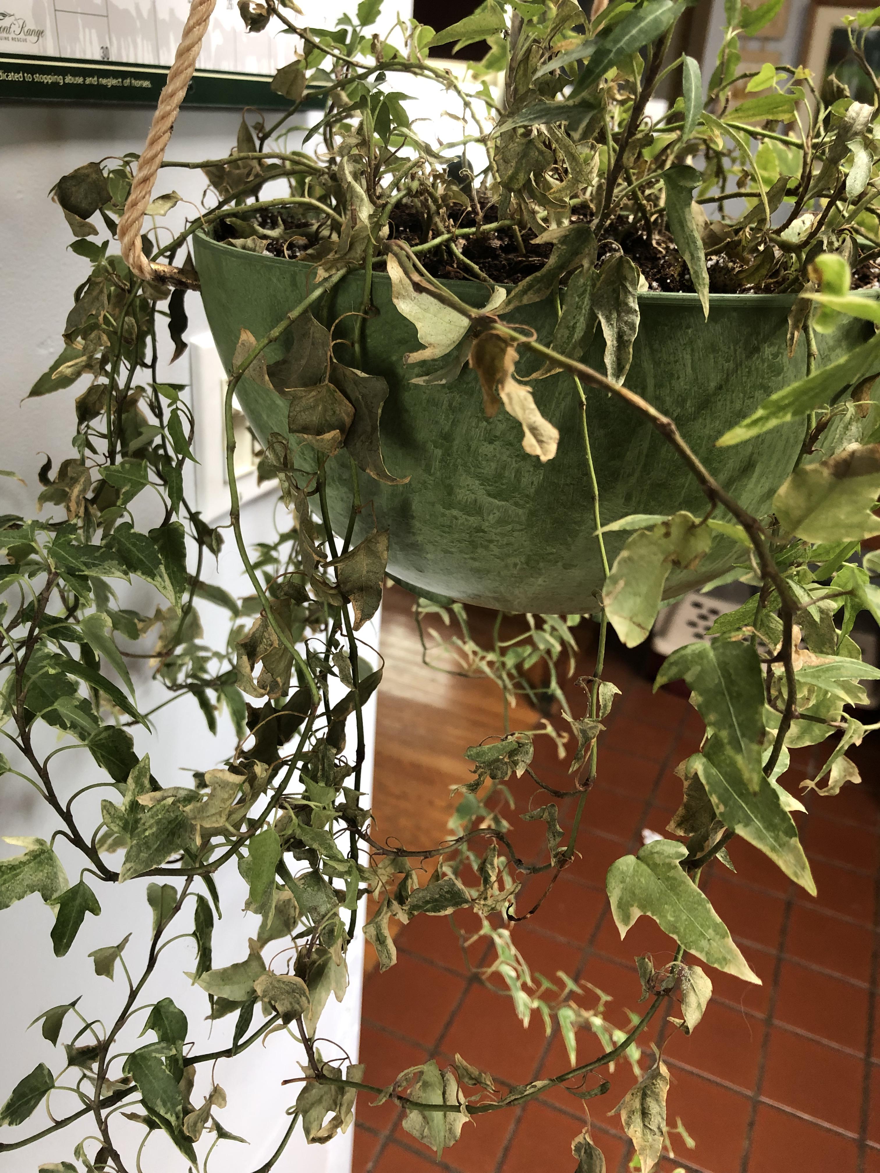 Please help! Why does my ivy keep dying? r/plants