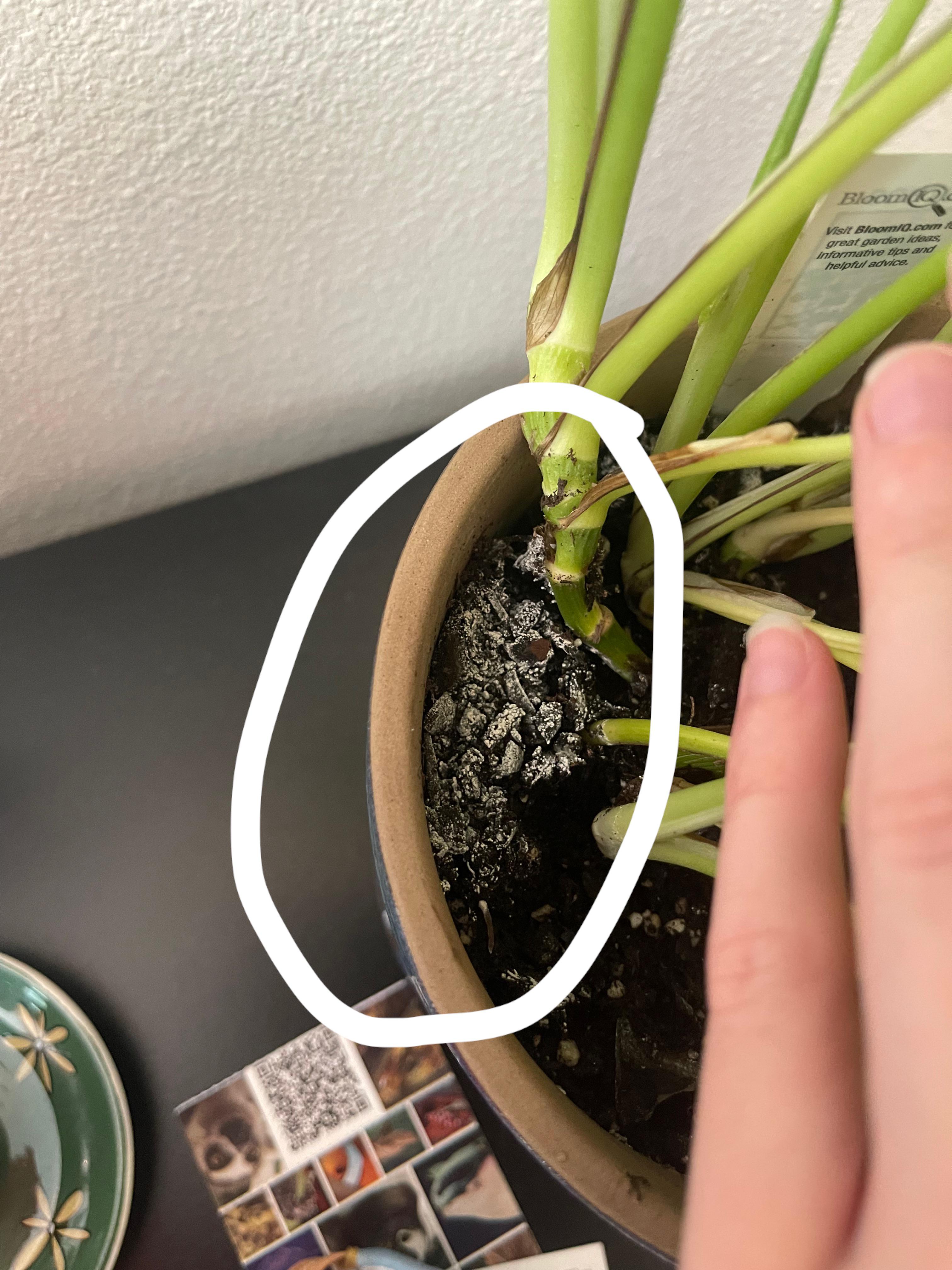 Help r/houseplants