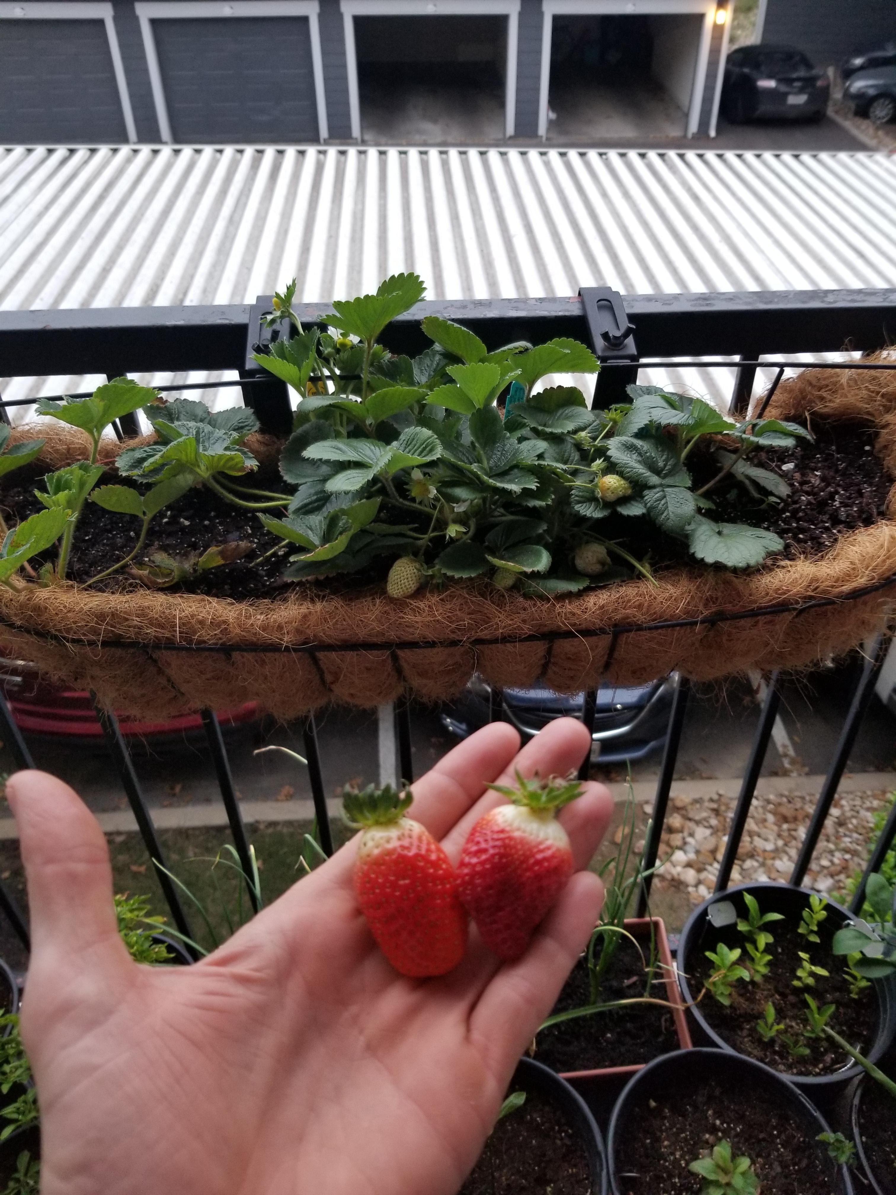 First strawberries from my apartment garden! r/gardening