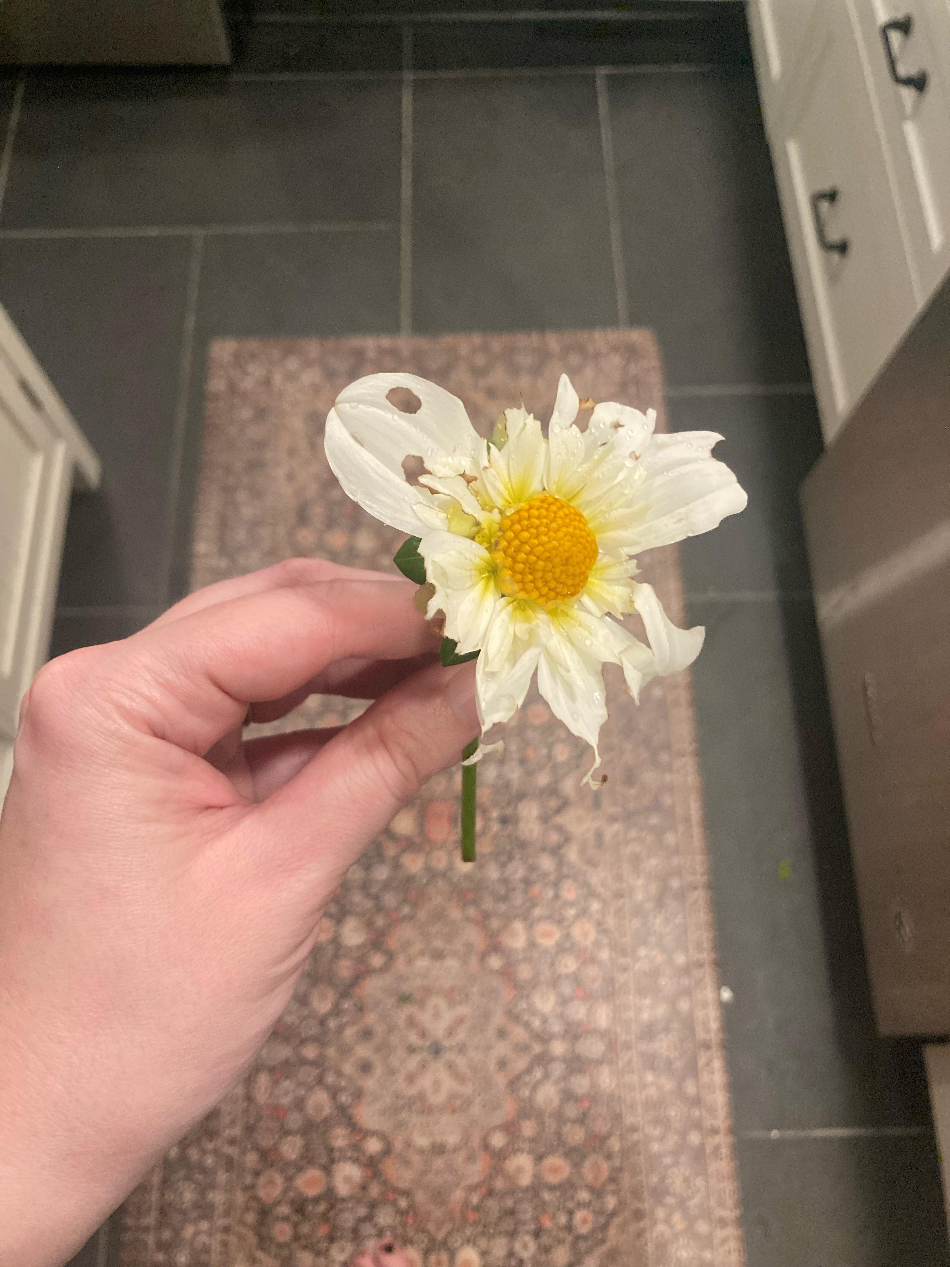 Earwigs on dahlias r/dahlias