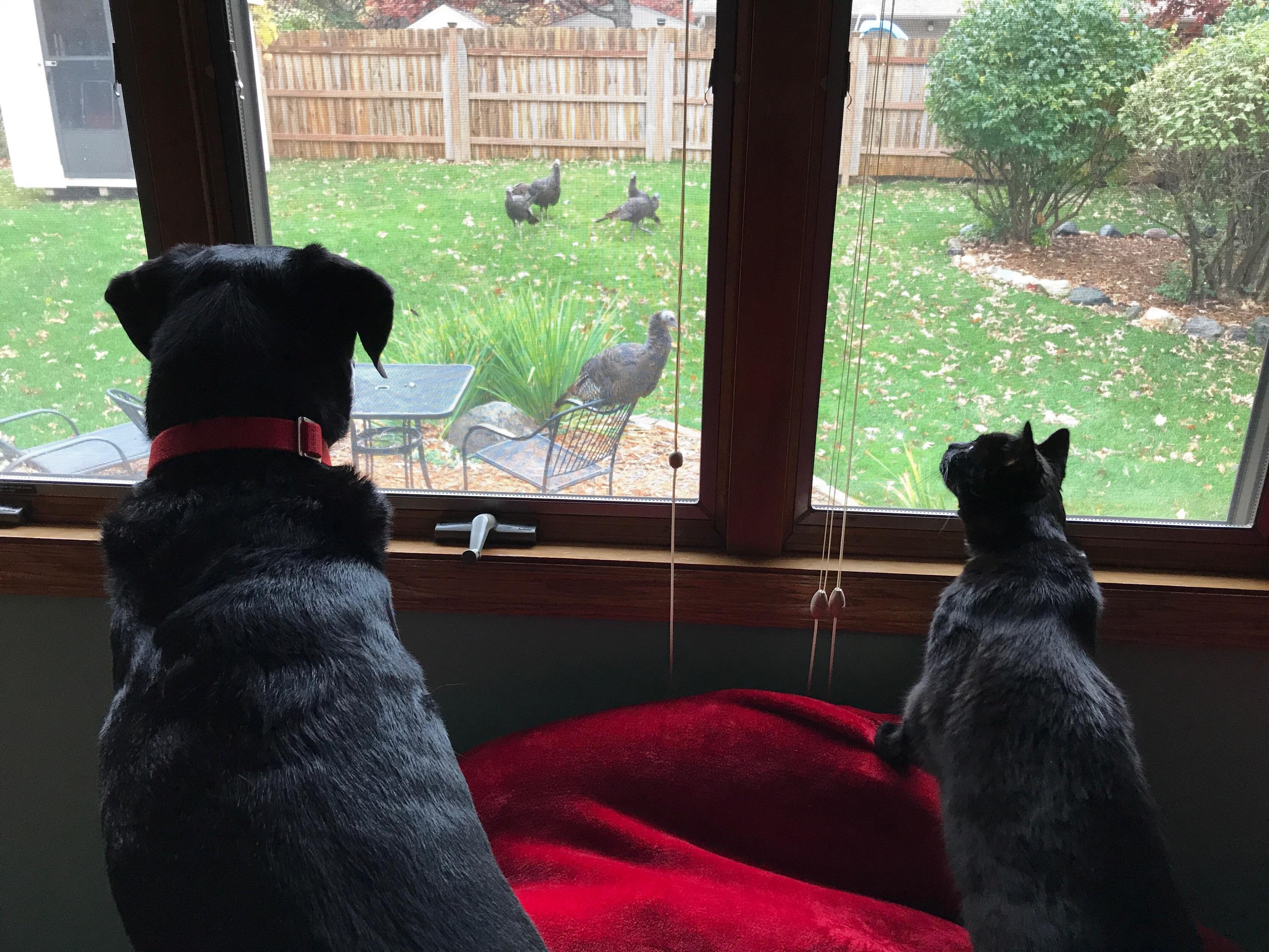 My good boi watching the turkeys and the cat actively trying to figure