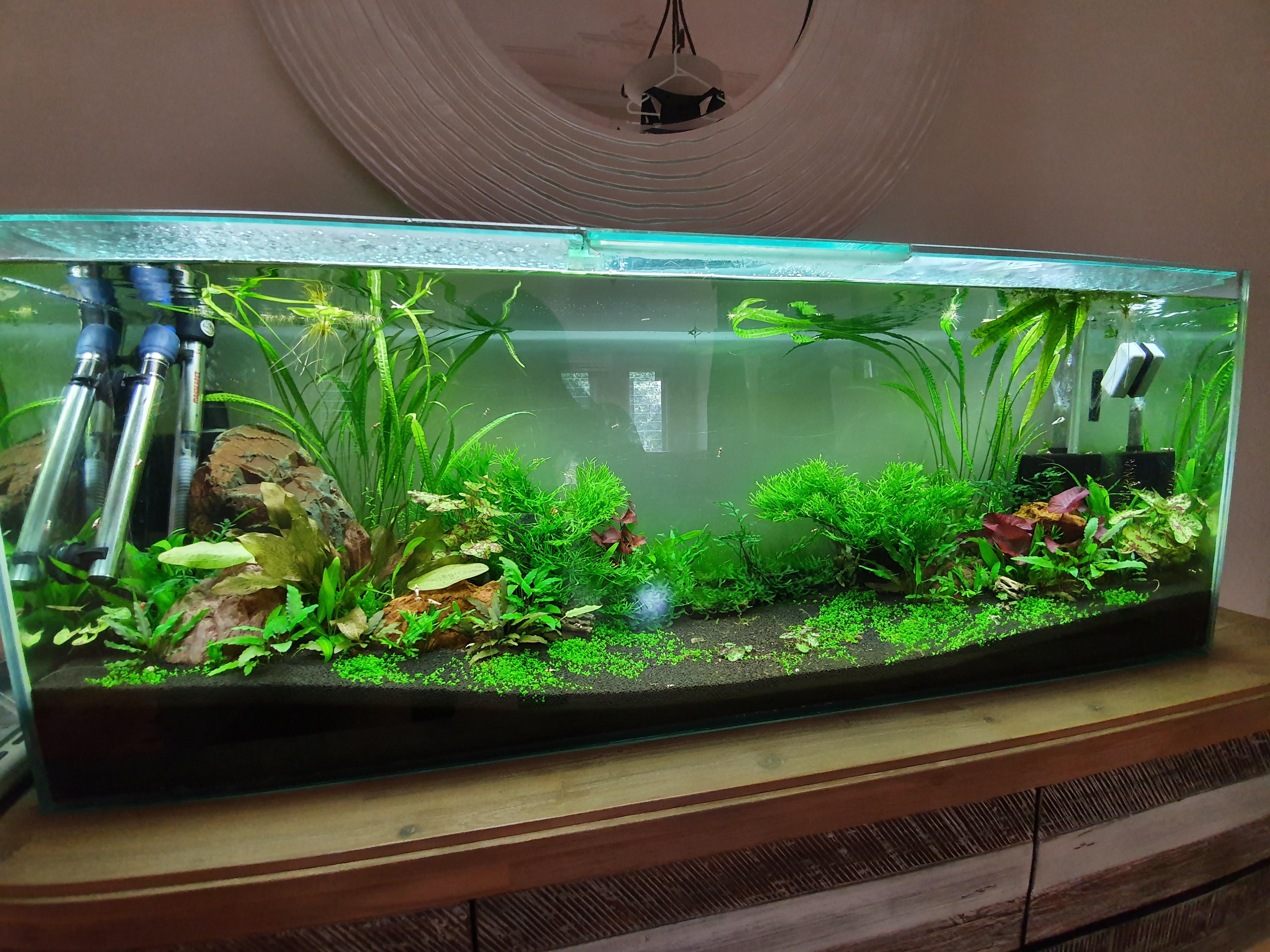 My first planted tank at its 1 year anniversary. Super low maintenance! My Crystal Red Shrimp