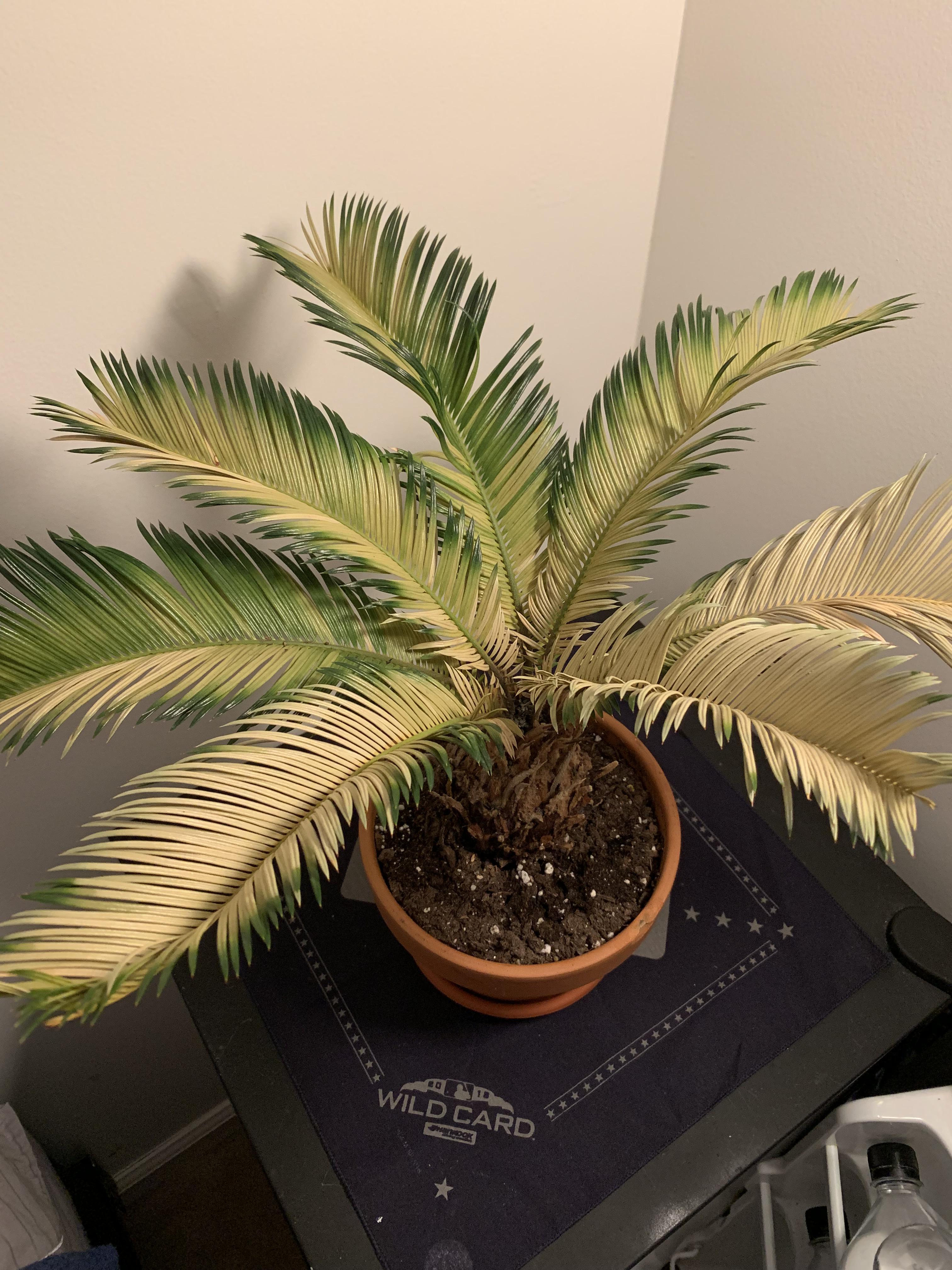 Why is my plant turning yellow? r/plants
