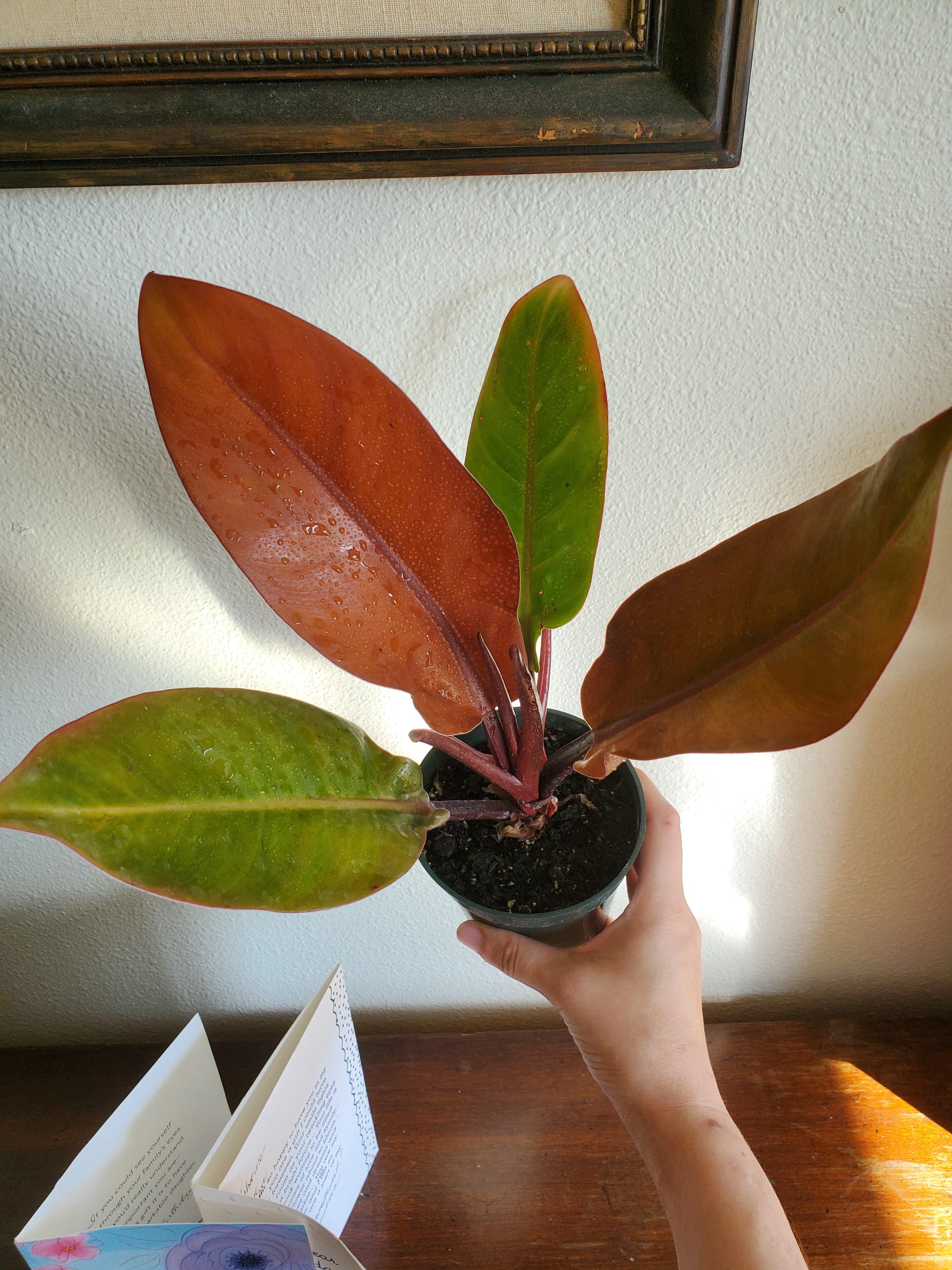 What type of philodendron? I'm getting mixed answers between Mccolley's