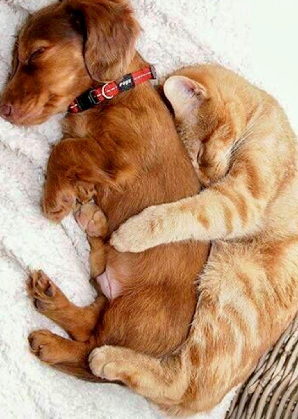 CUTE DOG CUDDLING r/aww