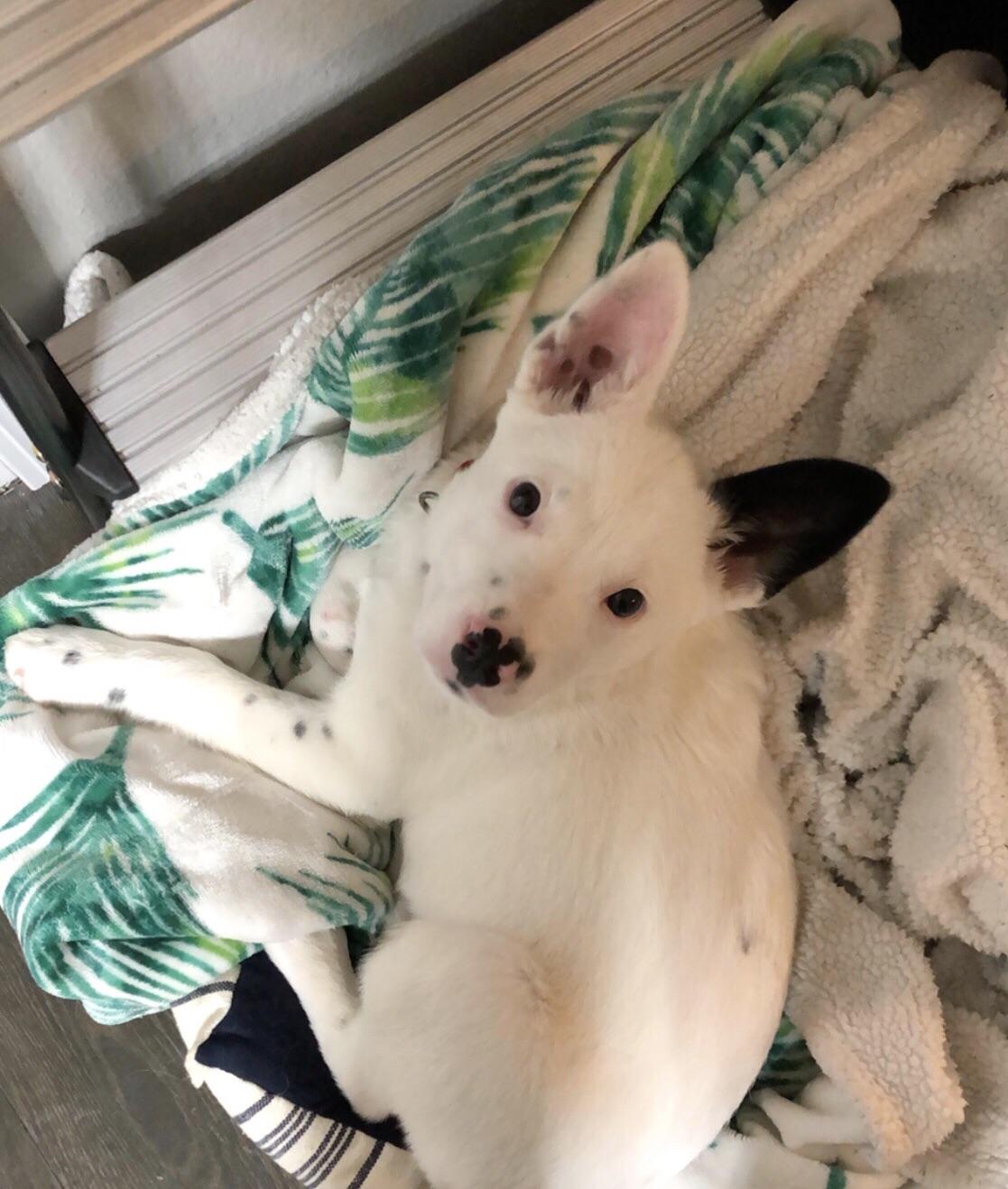 Meet Maple! Does anyone else have a white cattle dog? r