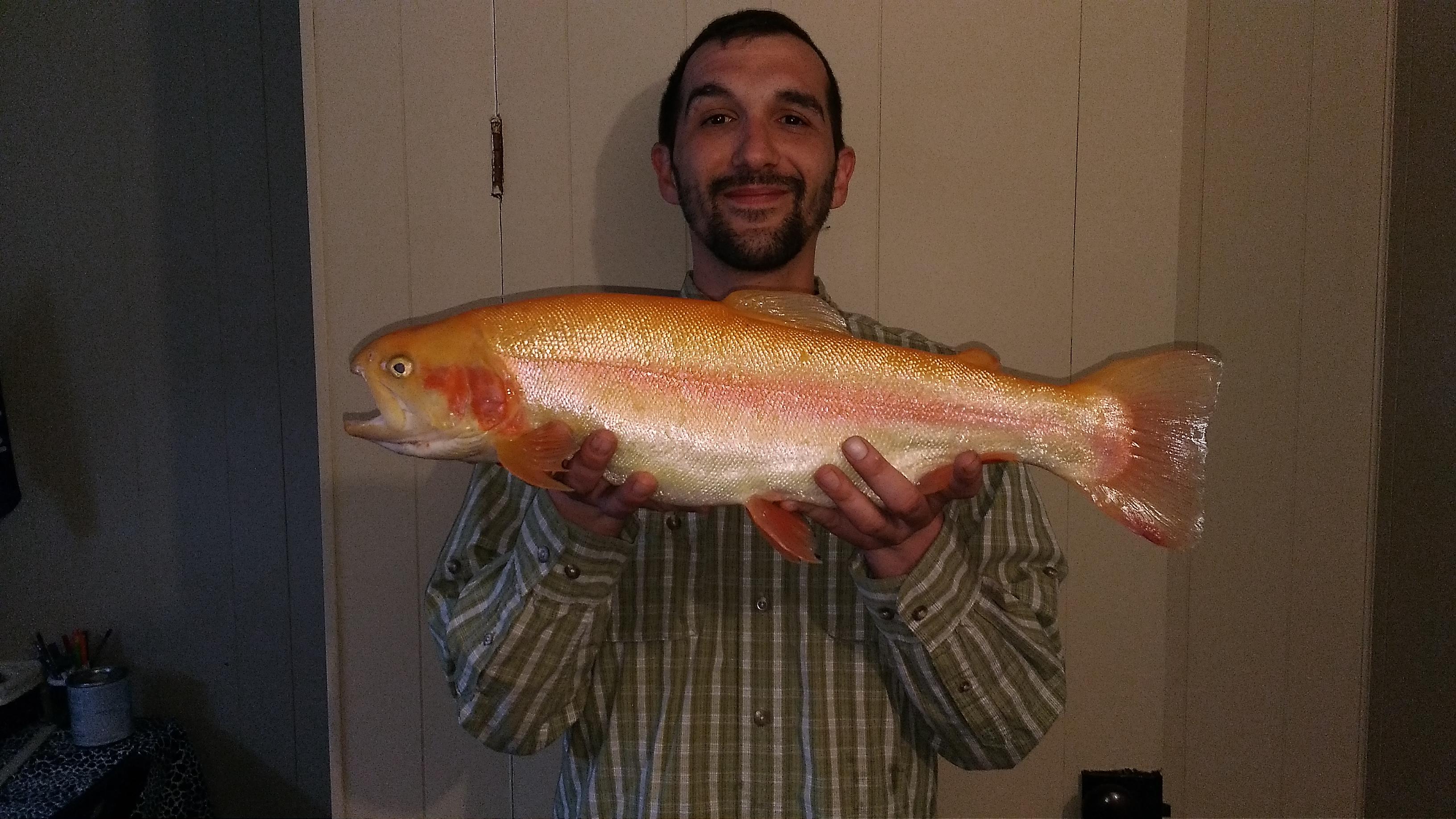 22.5" 4lb 14oz Palomino Trout, Eastern Pennsylvania r/Fishing
