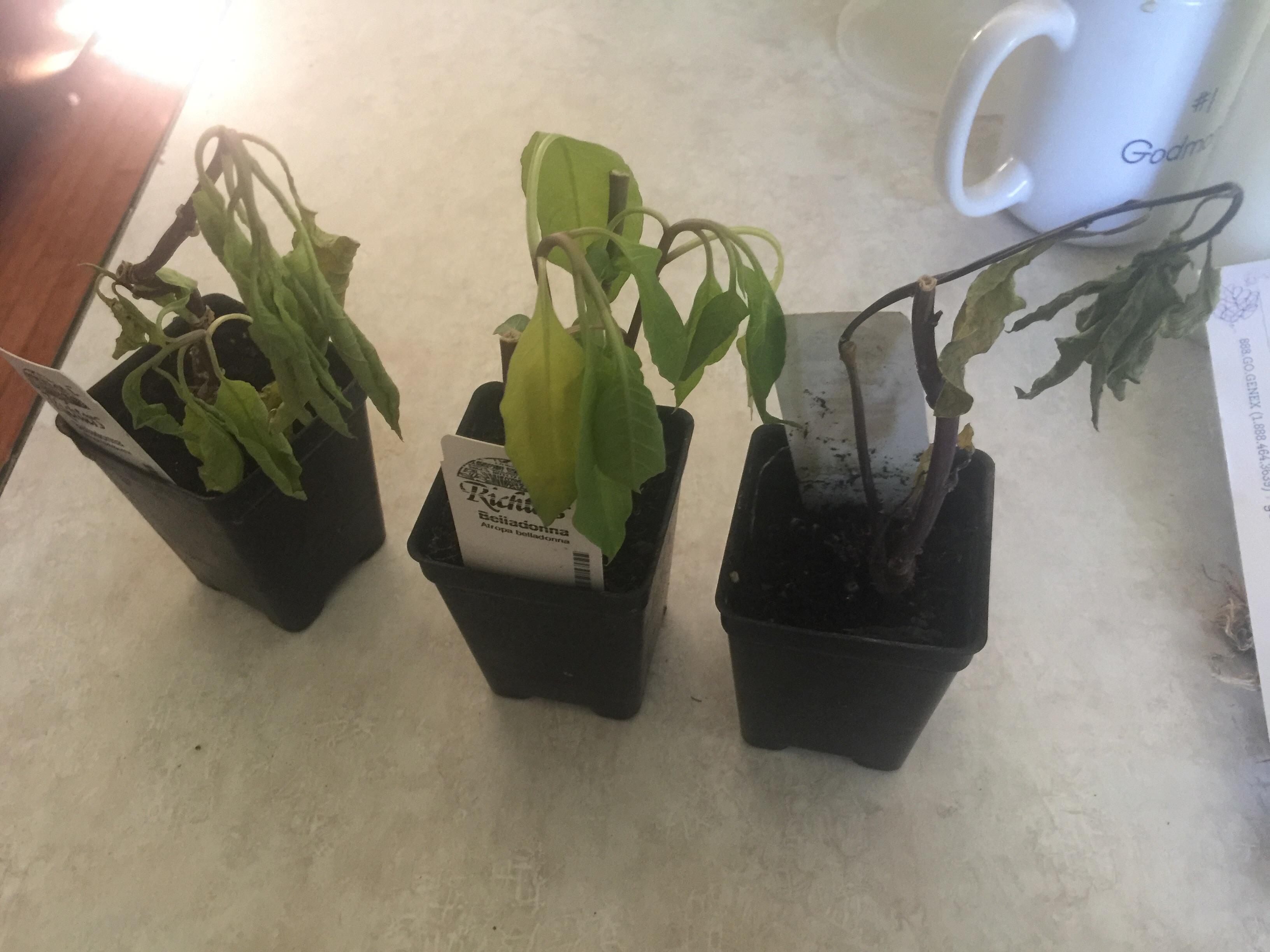 How to revive my belladonna plants? They’ve been slowly but surely