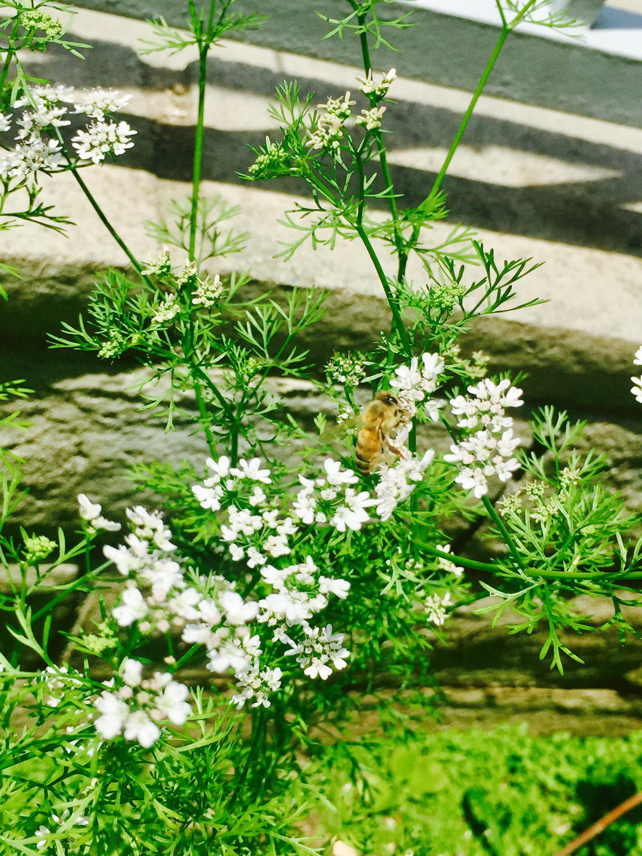 Bee on my cilantro flower r/gardening