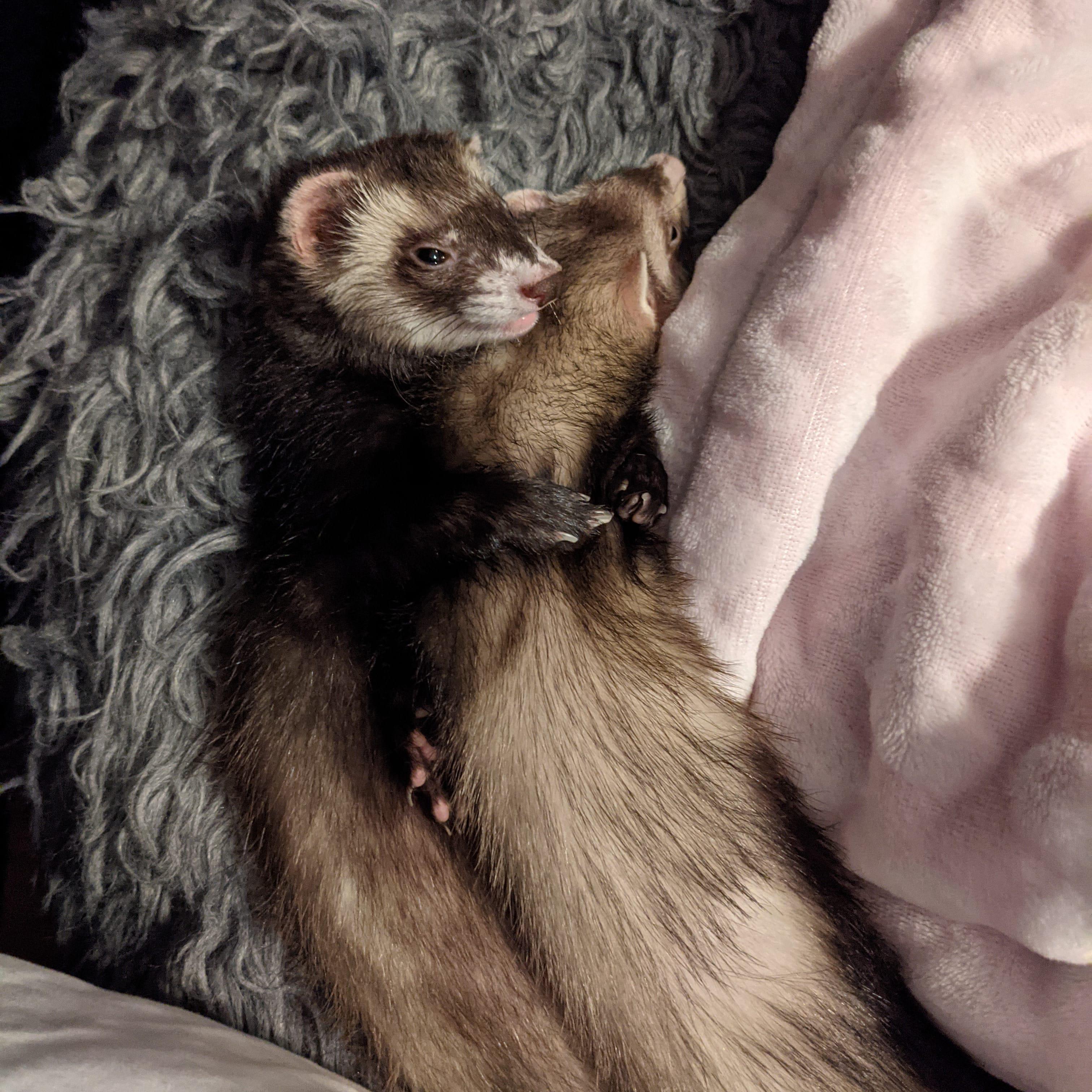 Bandit and Cinnamon Roll cuddling! r/ferrets
