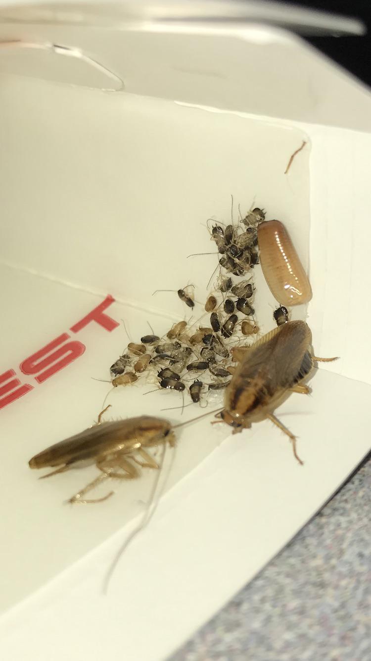 Roach eggs hatched on a sticky trap r/mildlyinteresting