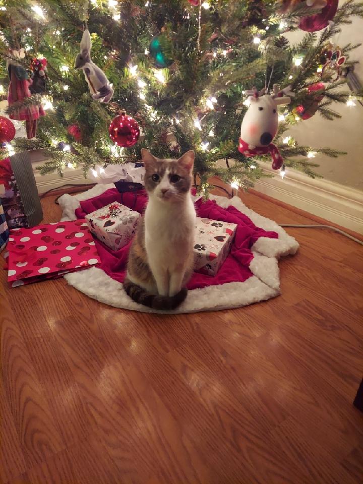 Her Paws Are Cold.. r/aww