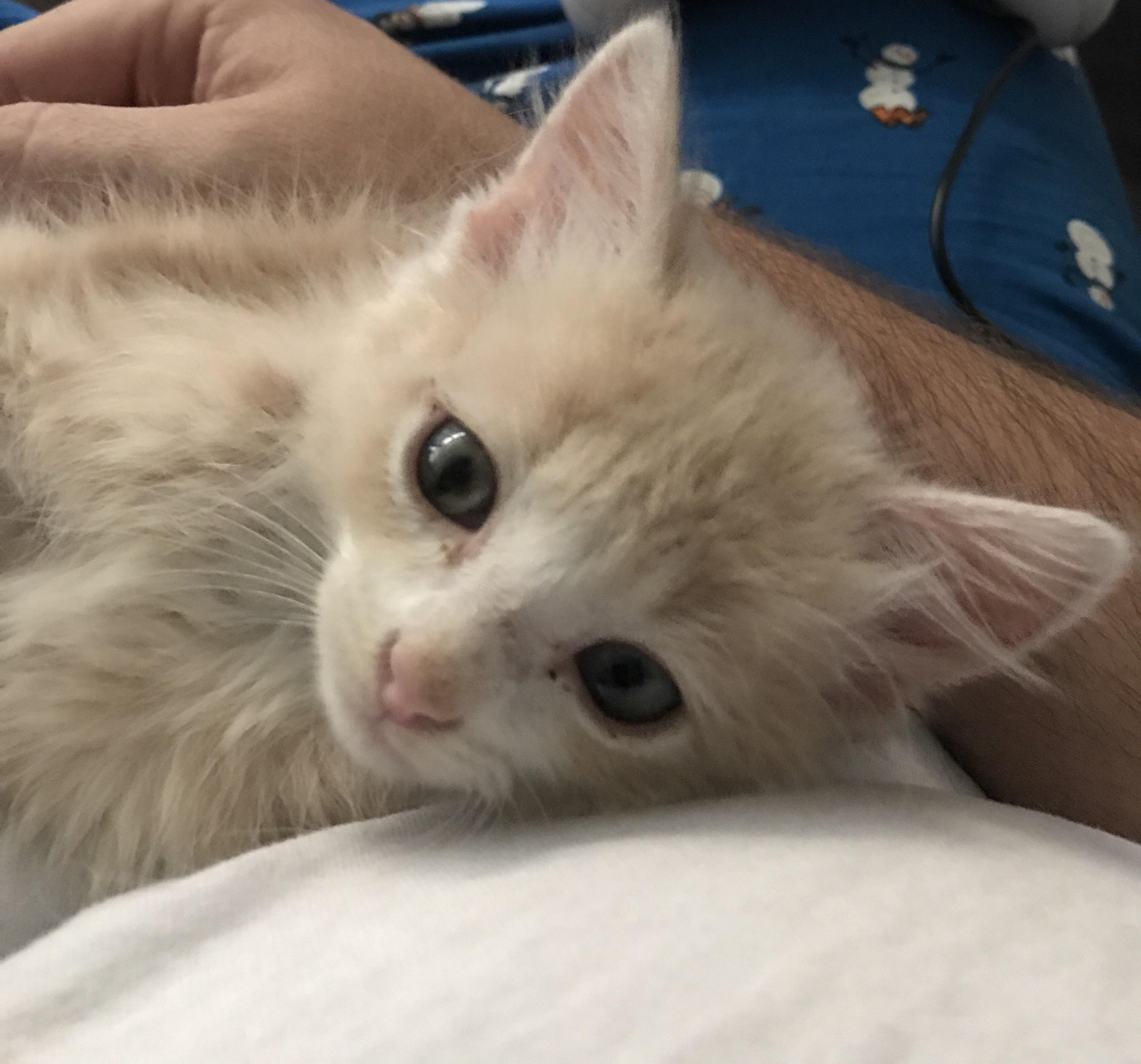 4 week old foster kitten my first cat help with breed cats