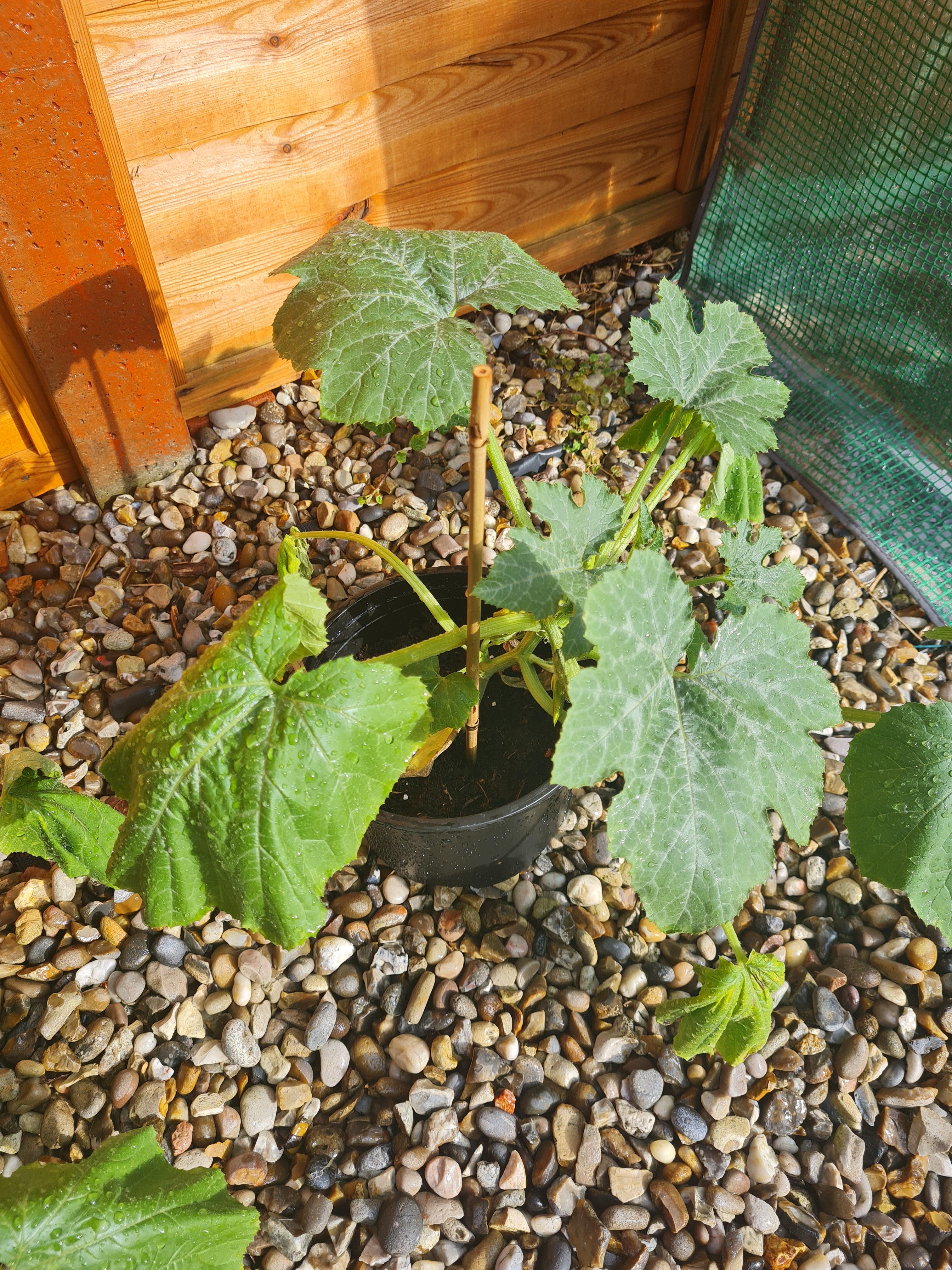 courgette advice leaves are drooping? r/vegetablegardening