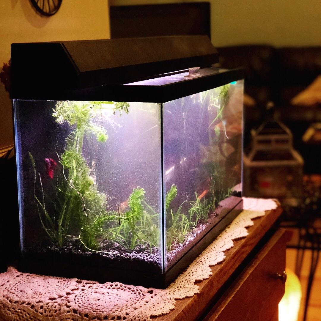 New 10 gallon dirted tank. Still a bit cloudy from setup r/Aquariums