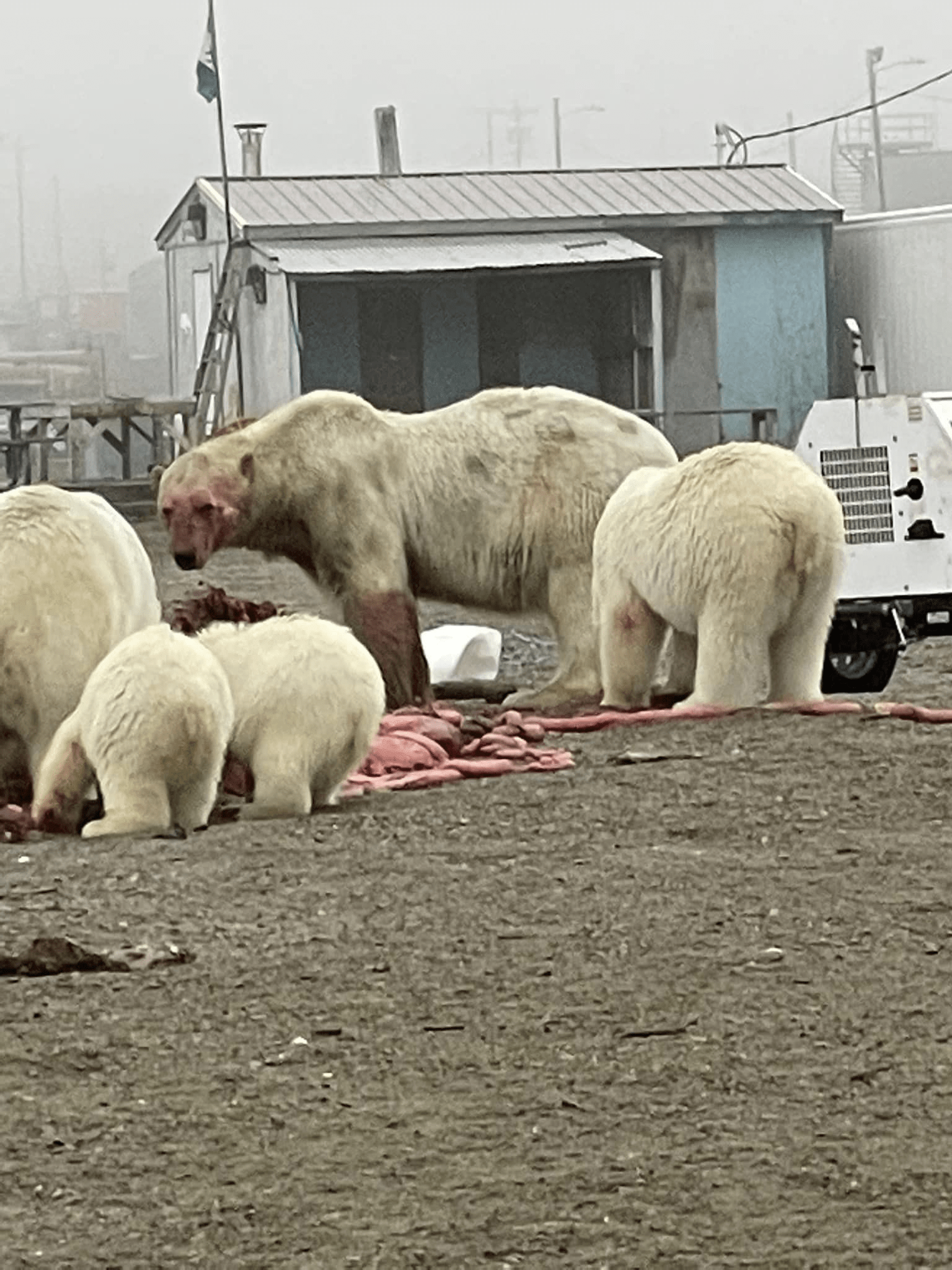 This polar bear in Kaktovik, Alaska (9/20) r/AbsoluteUnits