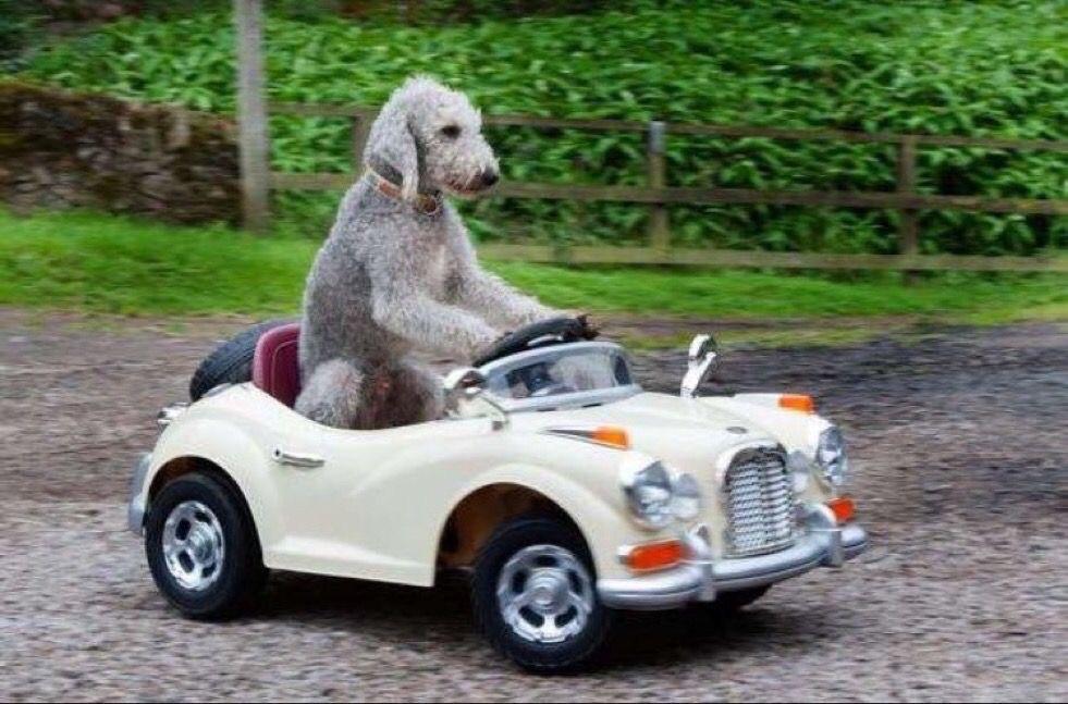 Wow Fast & Furious 8 looks amazing r/aww